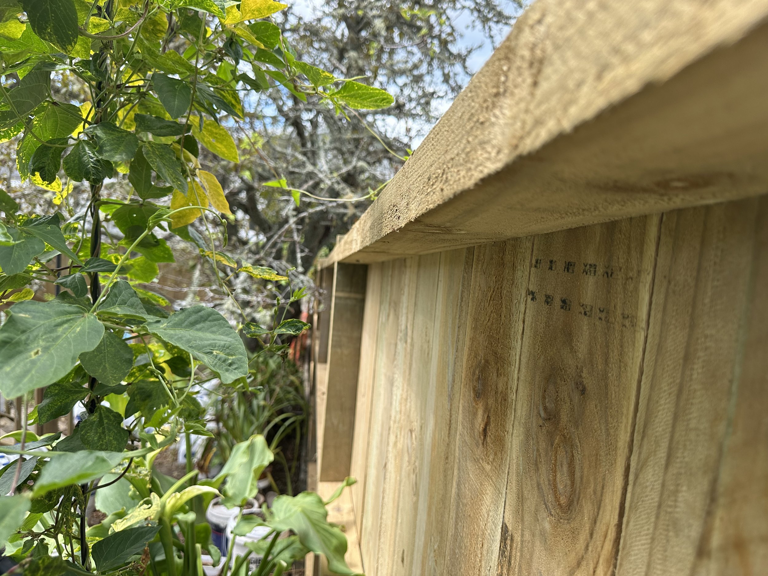 New timber fence boards and framing detail during a fence replacement project in Pakuranga