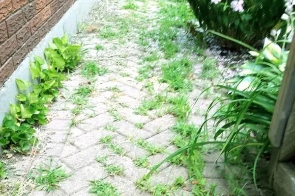 Paving & Weed Removal