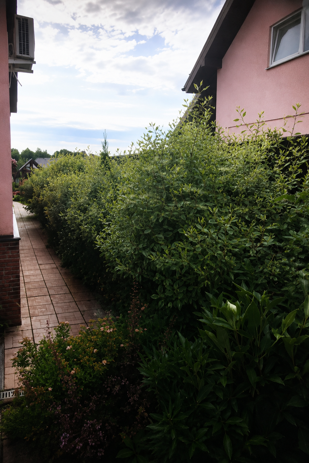 Overgrown hedge and shrubs before hedge trimming and landscaping maintenance in Botany