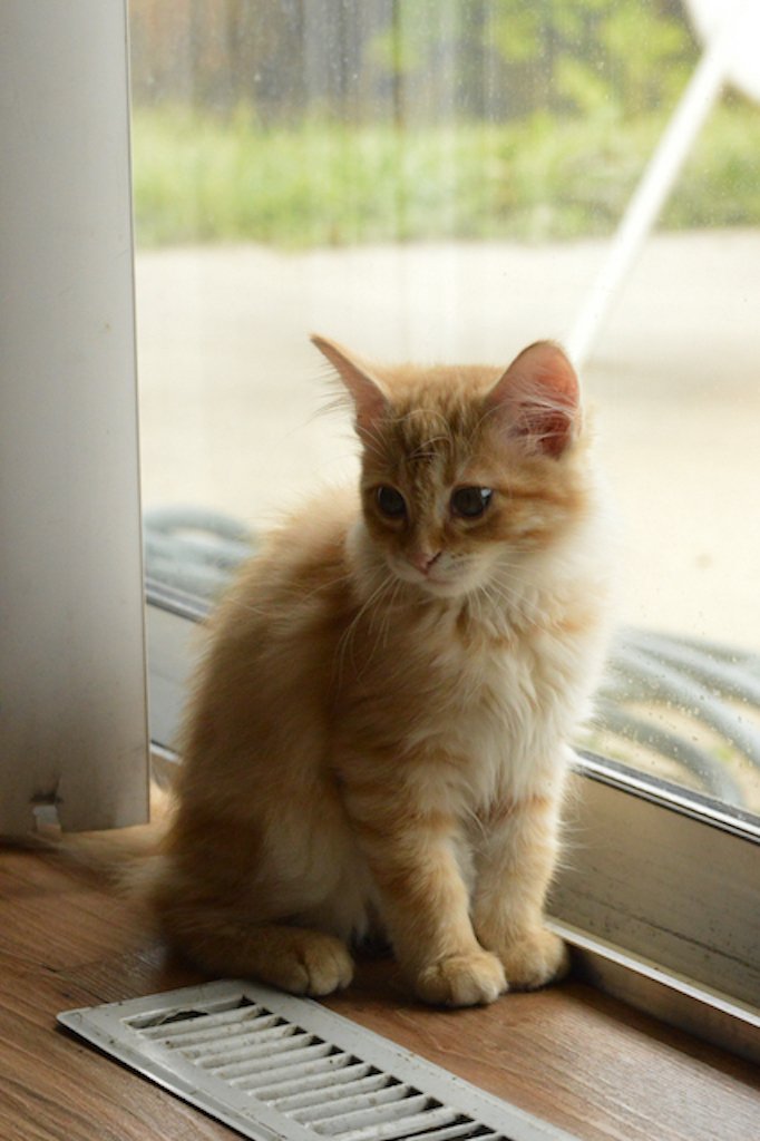 kitten.jpg
