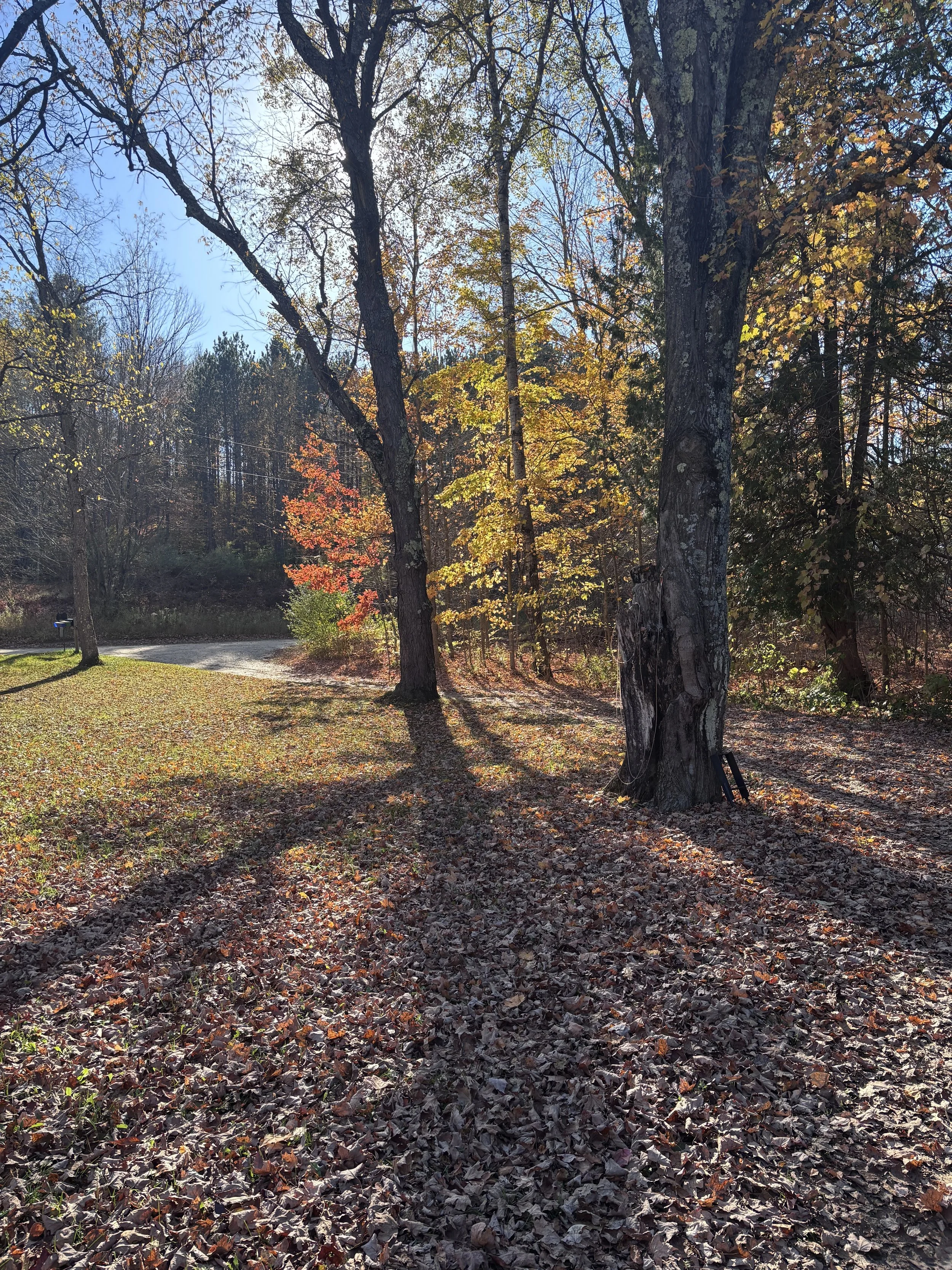 Fall in Michigan.jpeg