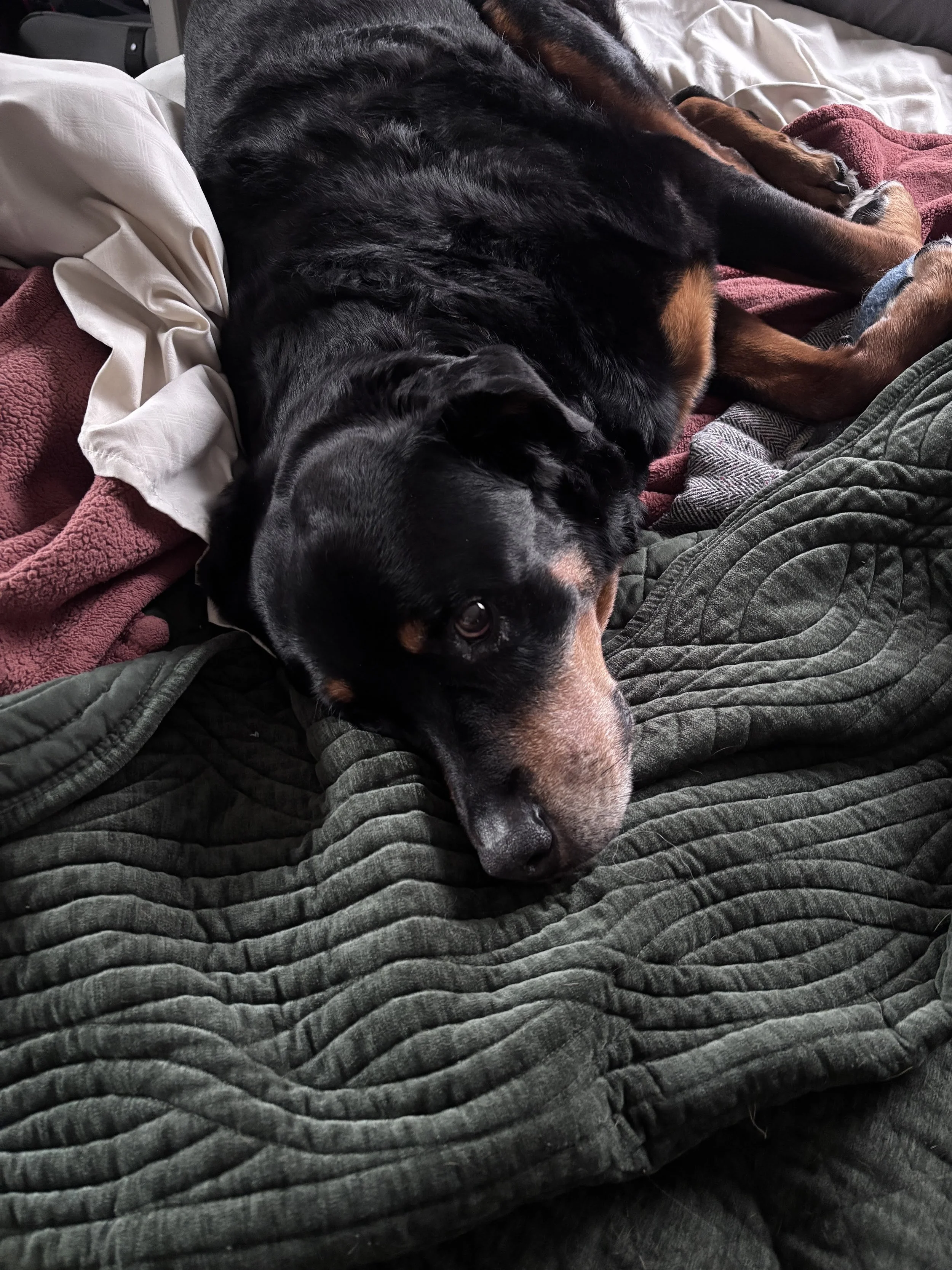 Cute Rottweiler.jpeg