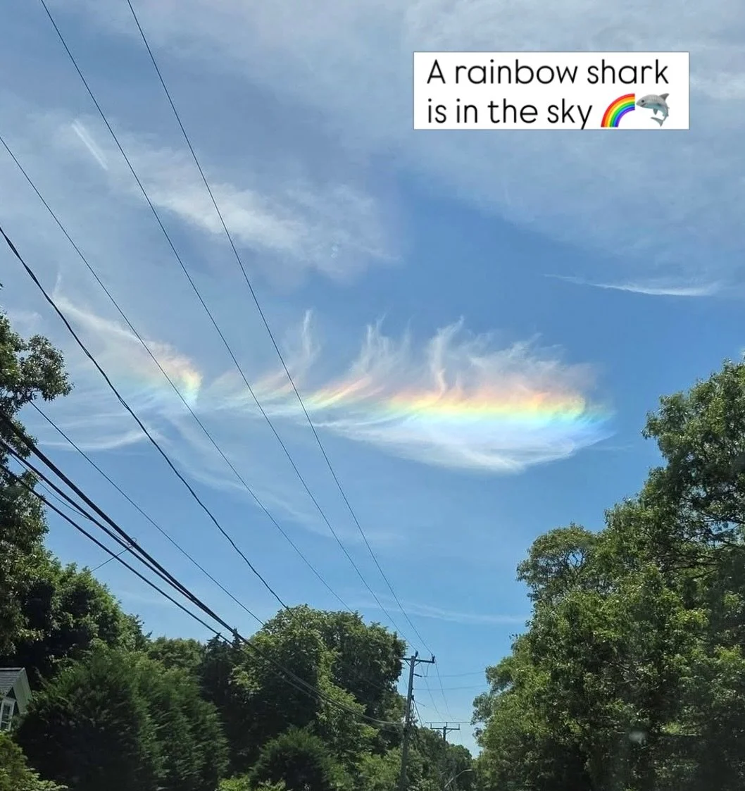 Rainbow Shark! 🌈🦈