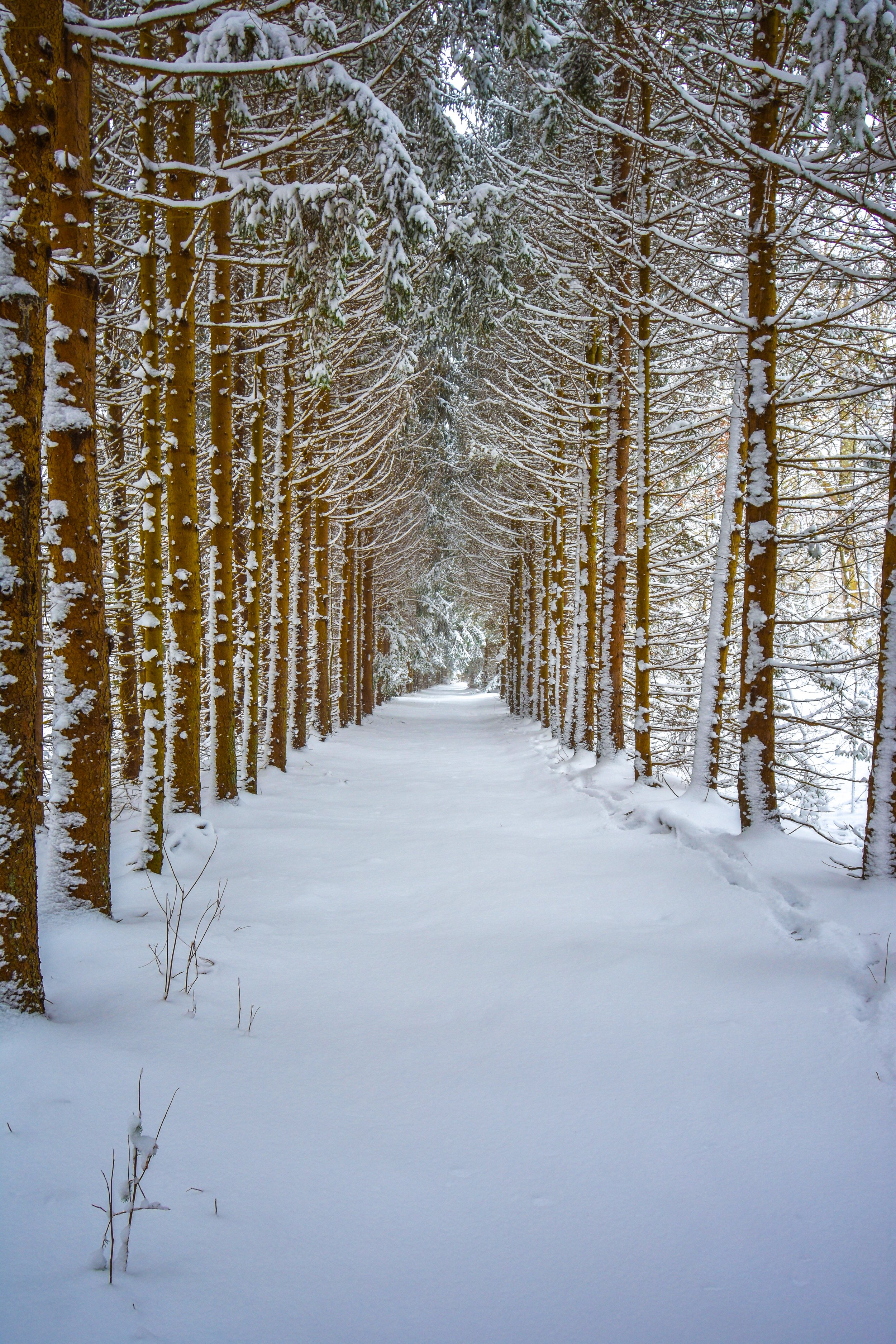 snowy trees.jpg