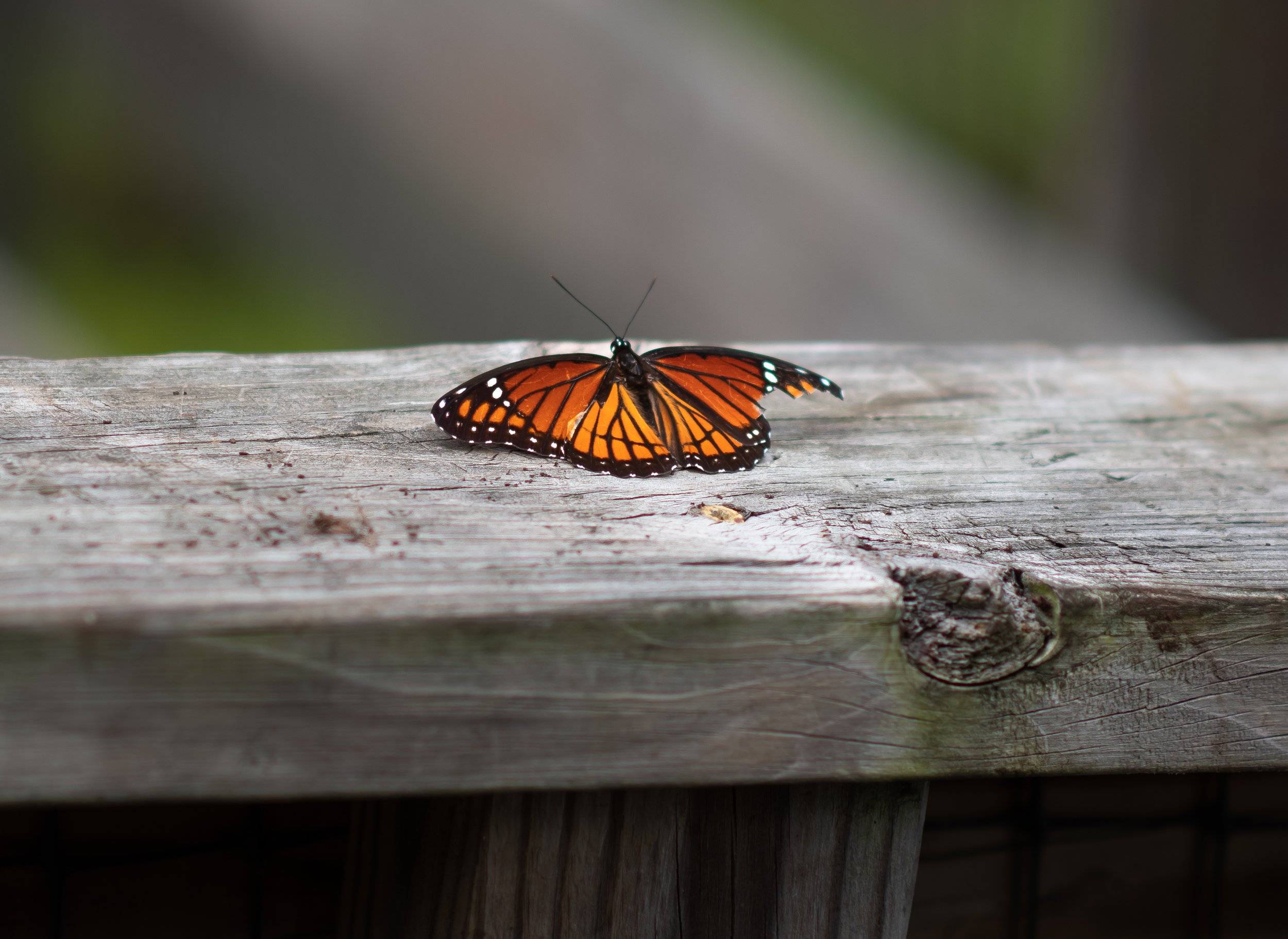 DSC_2409.jpg