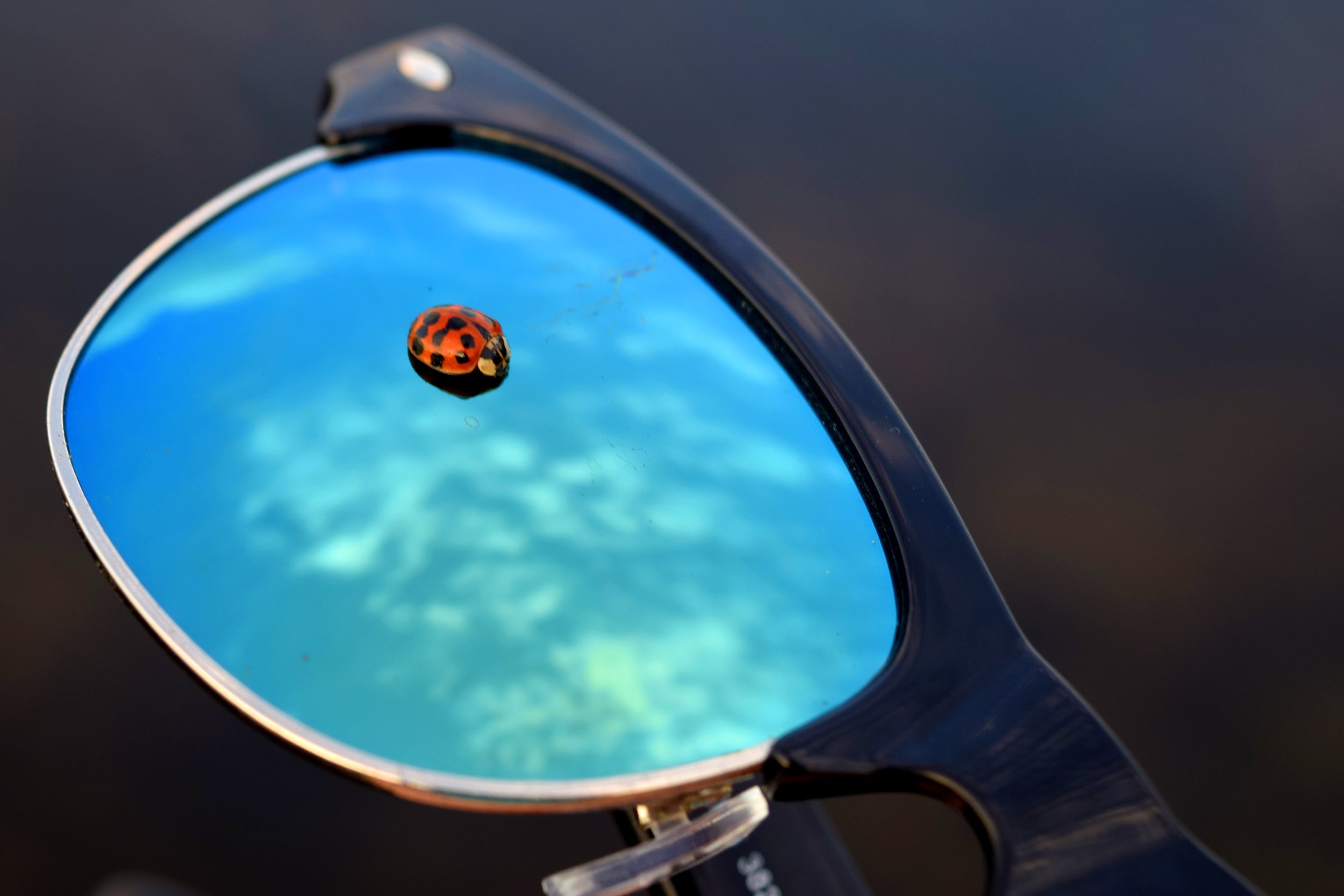 ladybug.jpg