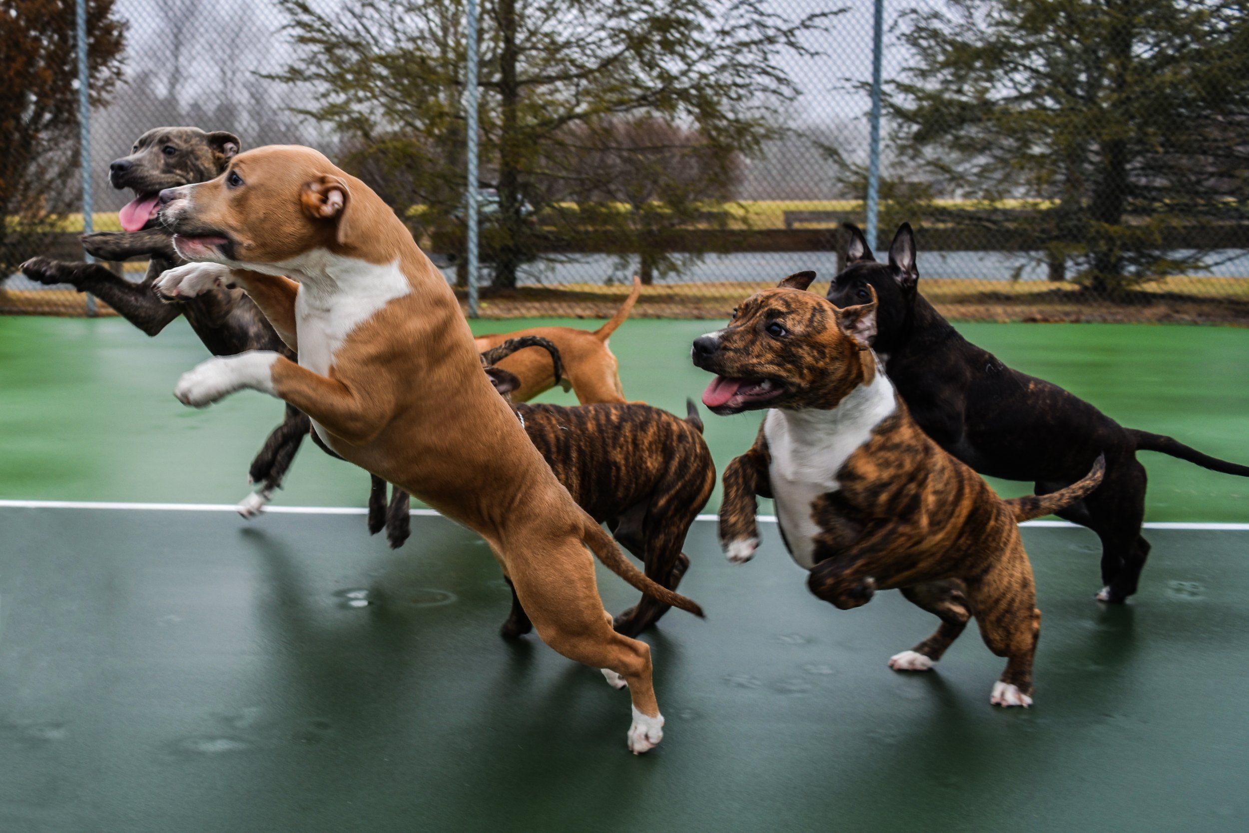dogs.jpg
