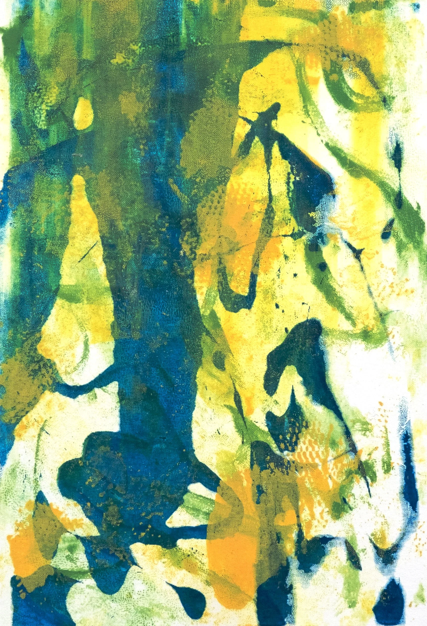 Ptiloris (Birds of Paradise)