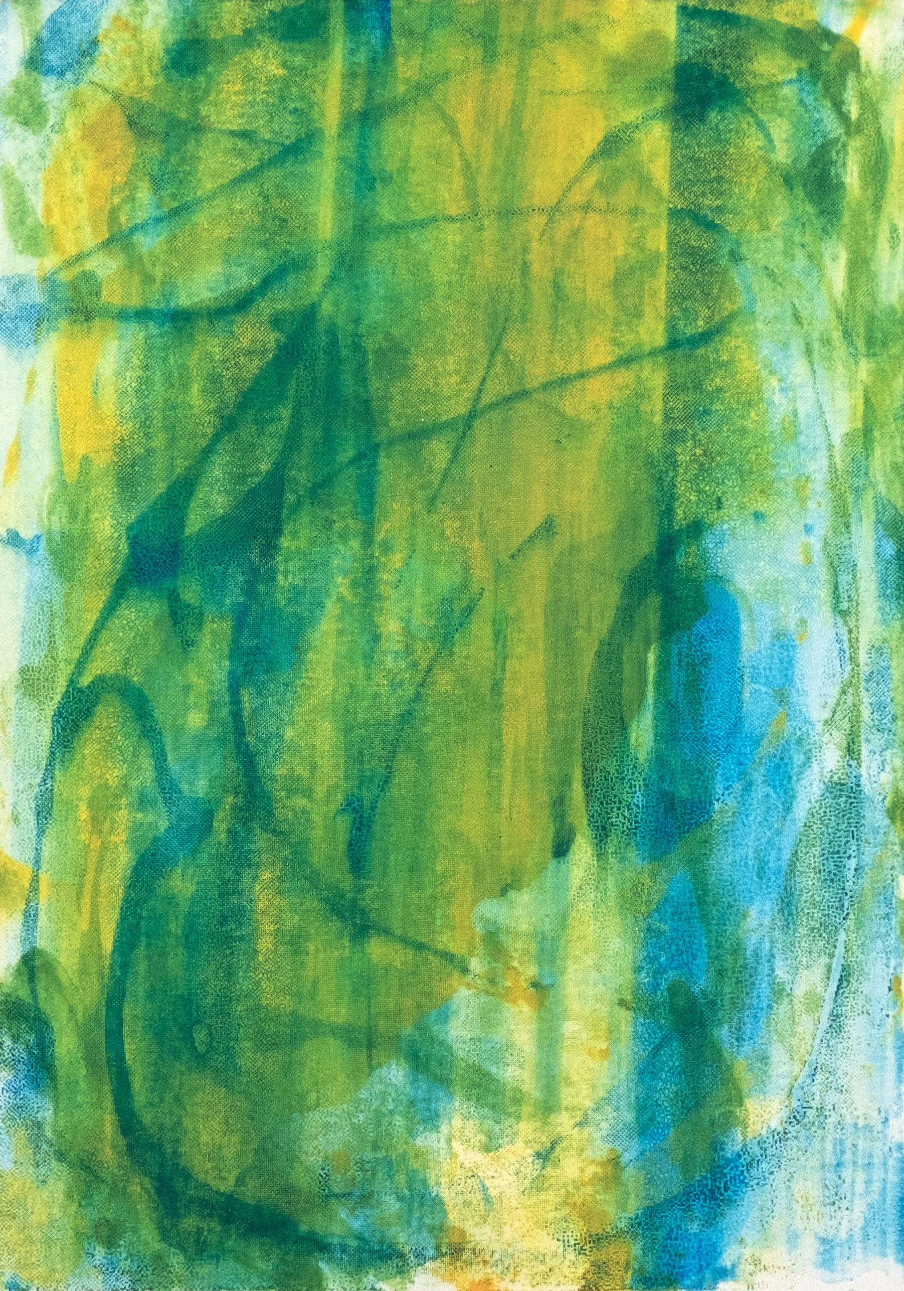 Semioptera (Birds of Paradise)