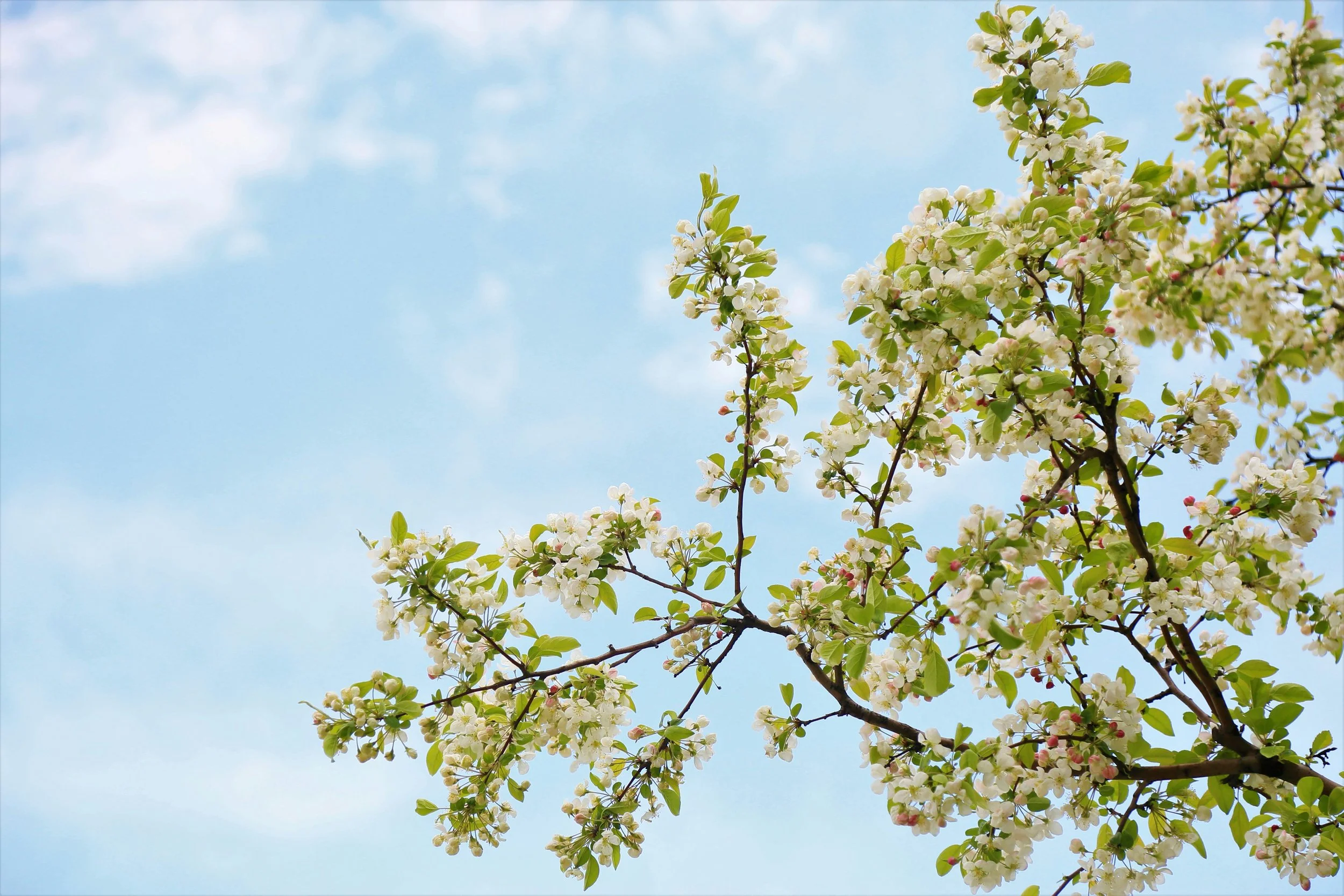 Why Spring Tree Pruning Is Essential for a Healthy Summer in Yakima