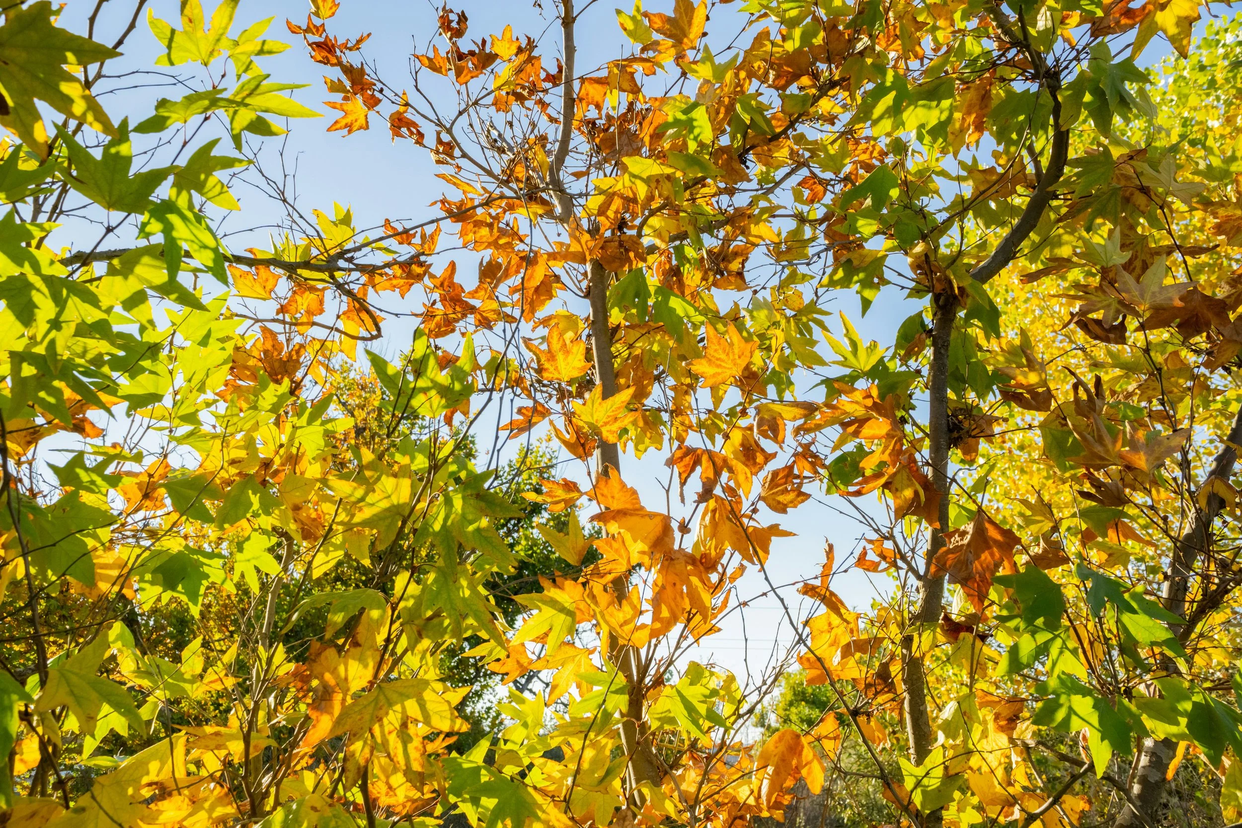 Is Your Tree Ready for Yakima’s Winter? 7 Warning Signs to Look for This Fall