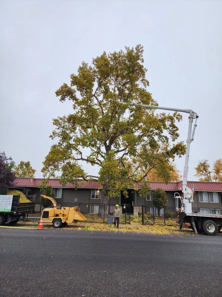 Proper Pruning & Removal — Big R Tree Service LLC