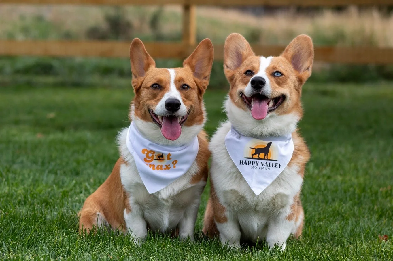 ✨ Meet the Happy Valley Hounds leadership team! ✨

Chief Treat Officers:
🐾 Butters (2, Pembroke Corgi) @mrbuttersbob 
🐾 Waffles (11 months, Aussie Corgi)
🐾 Ellie (5, Great Pyrenees)

Special thanks to Abbey with @ak_kennel and @creationsby_ae who 