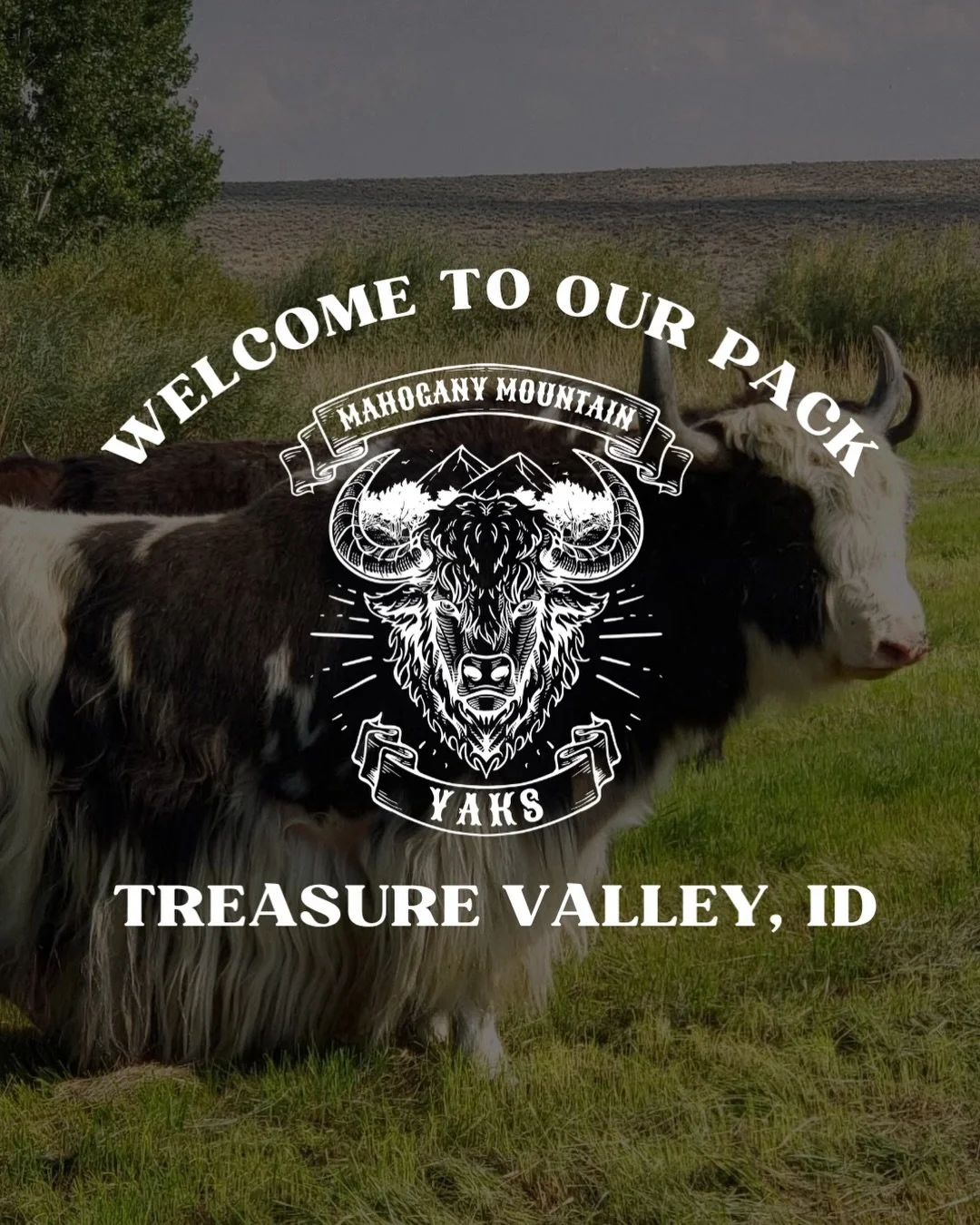 🐂🌄 Yaks, but make them Idaho 🙌

When most people think of yaks, Idaho probably isn&rsquo;t the first place that comes to mind. But thanks to our newest farm partner, @mahoganymountainyaks , these incredible animals are being raised right here in t