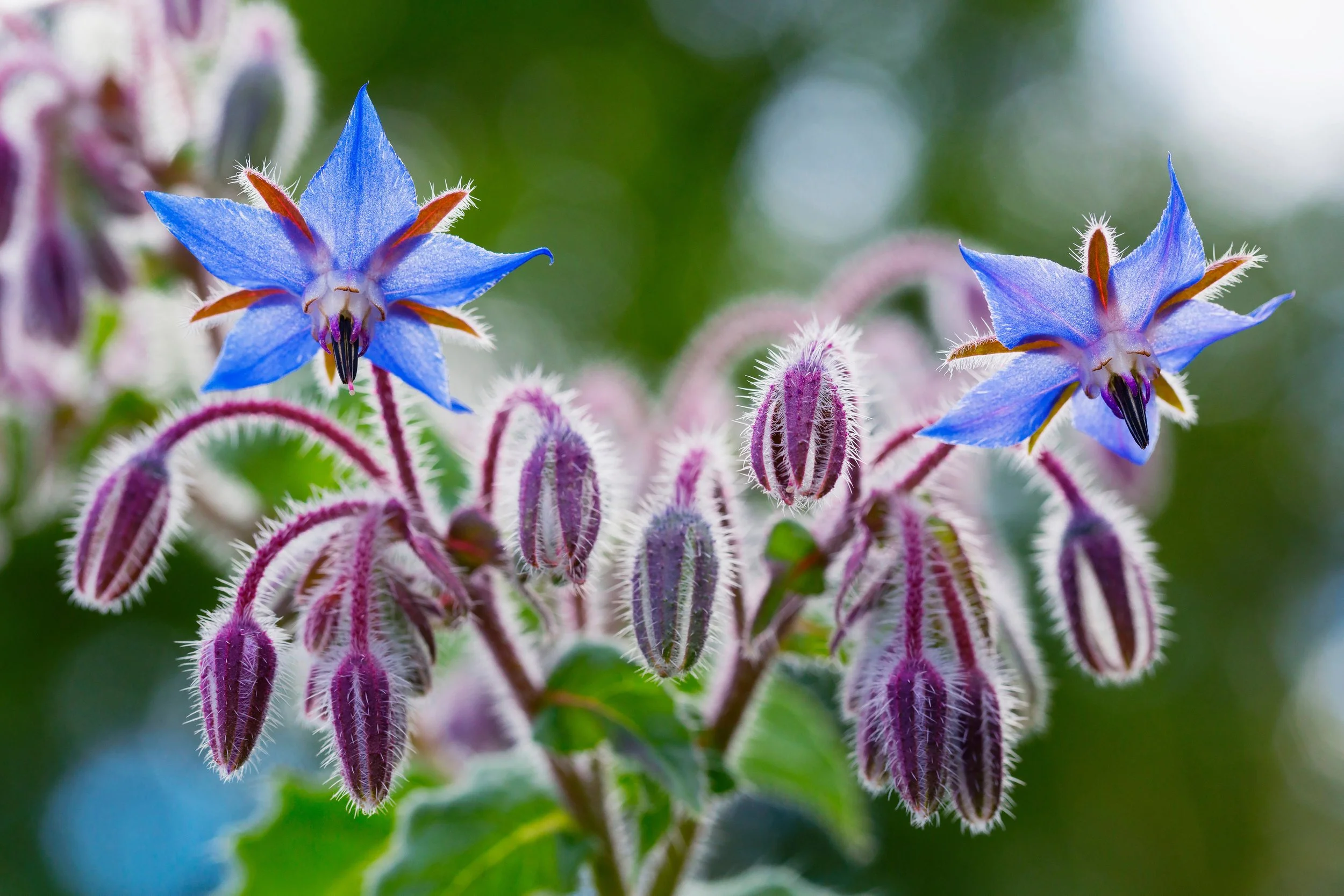 Borage Flowers Close up (Borago Officinalis).jpg