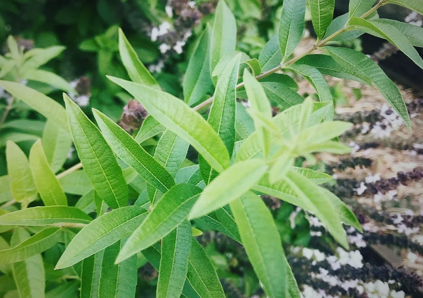 lemon verbena 2.JPG