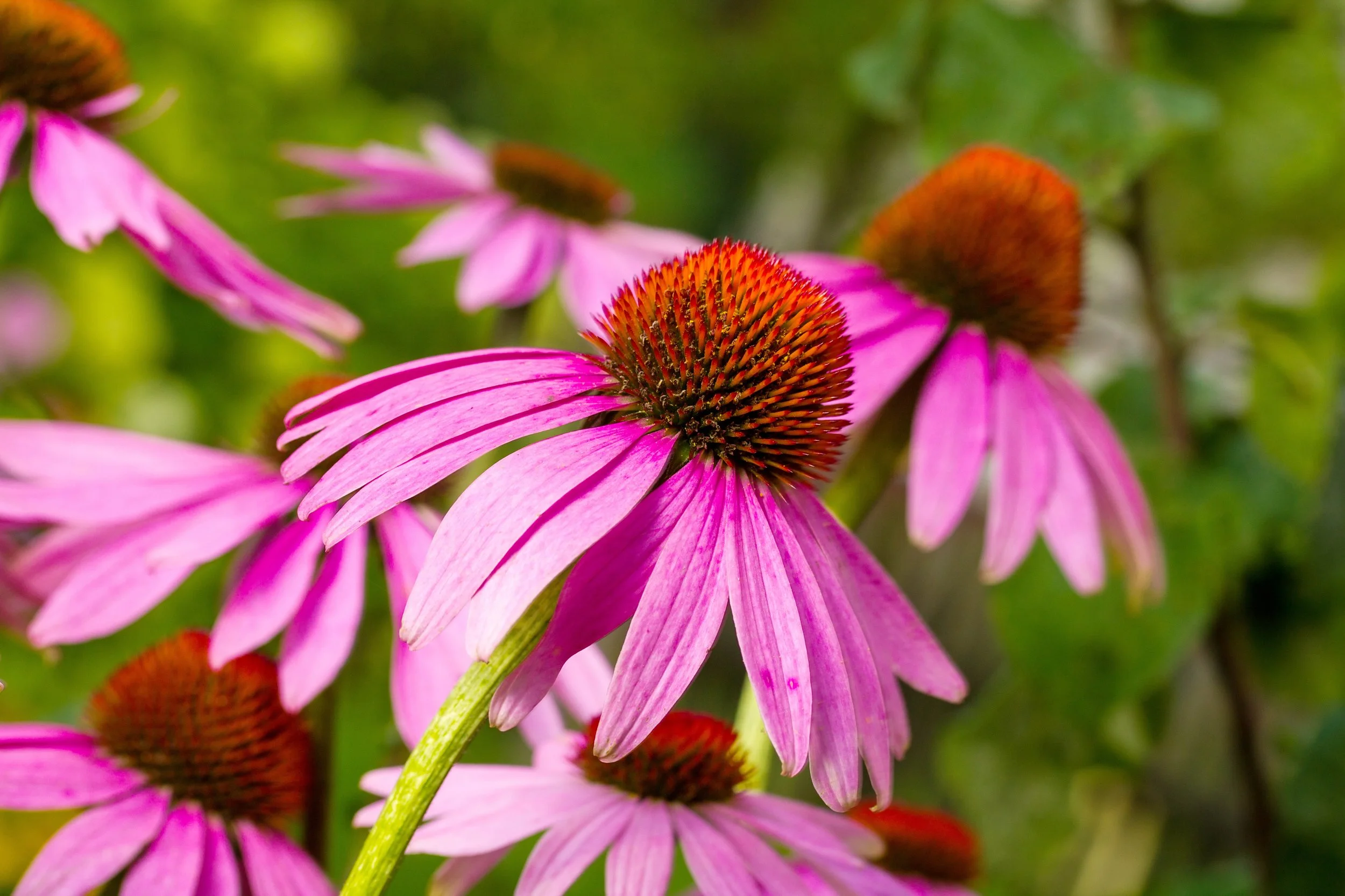 echinacea 2-1.jpeg