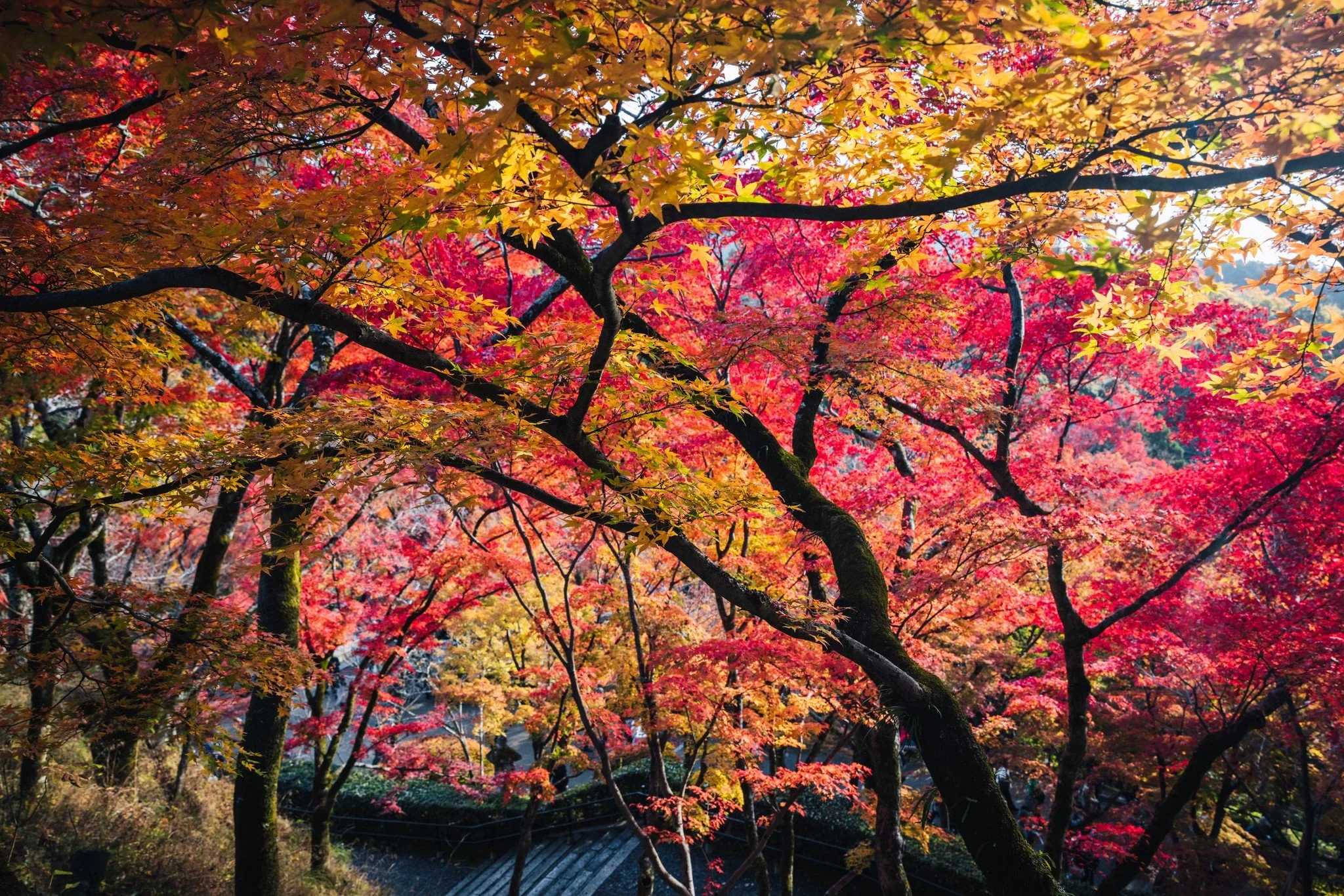 cityfoodsters-kiyomizu-dera-kyoto-japan-4.jpg