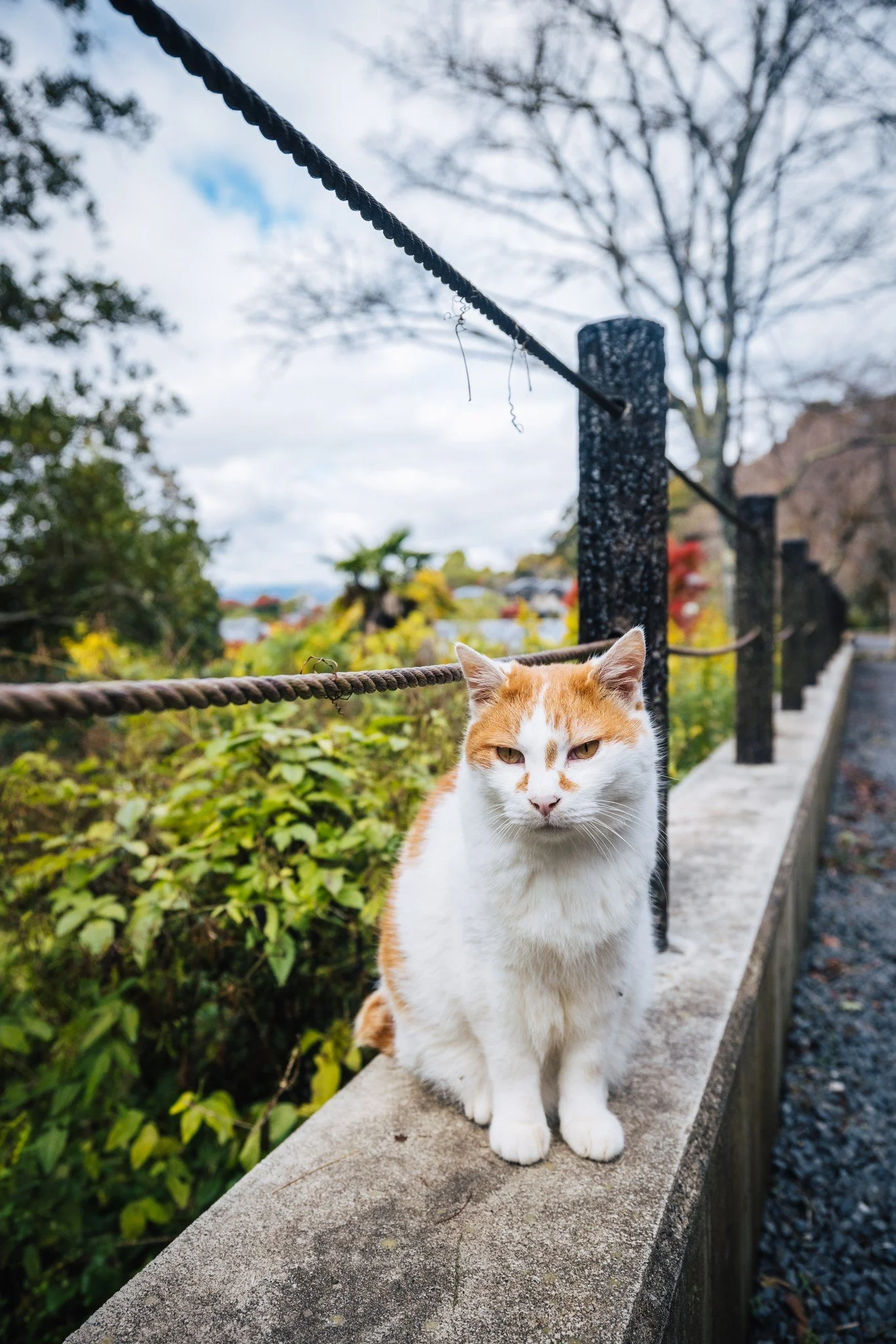 cityfoodsters-eikando-kyoto-japan-cat-12.jpg