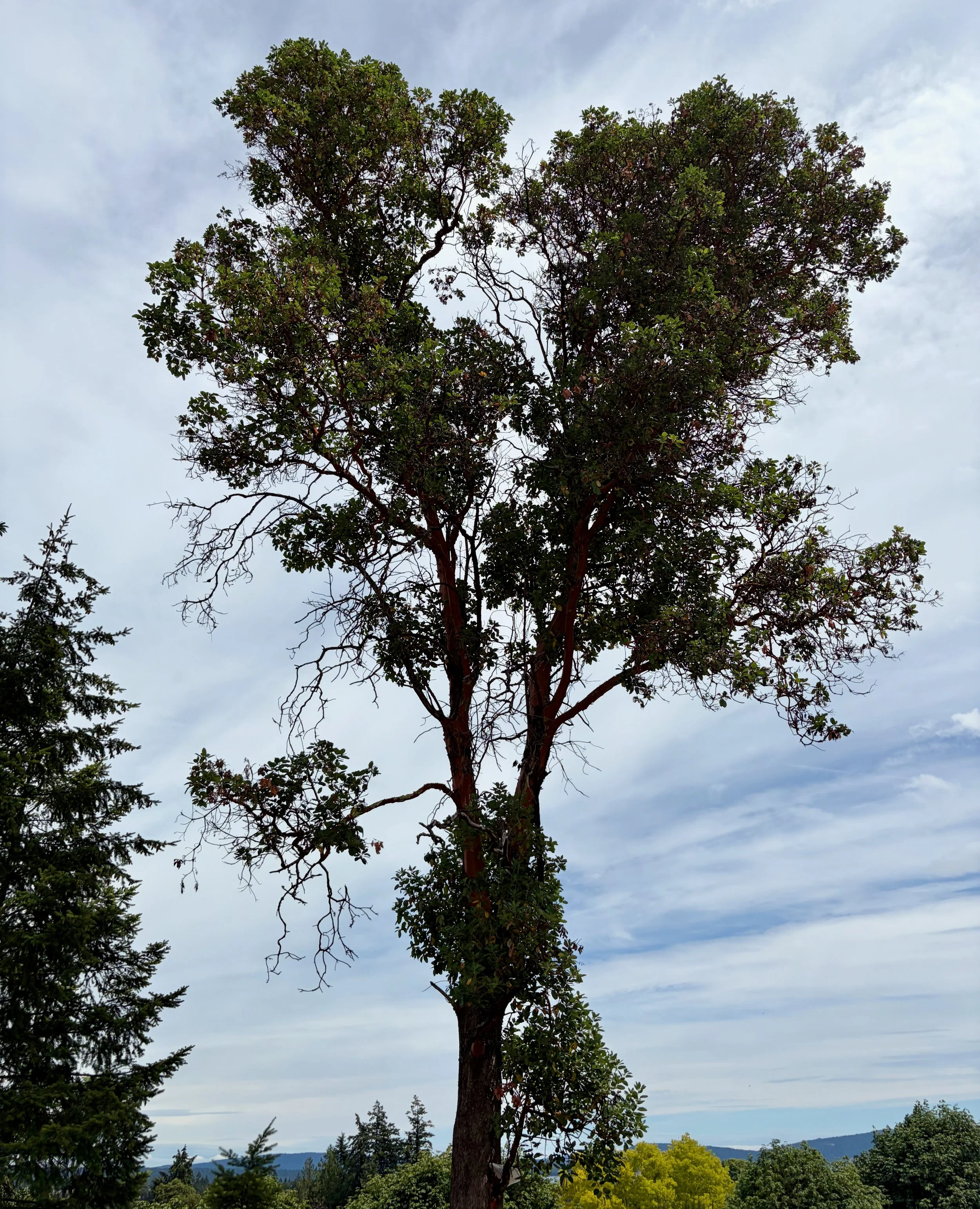 Arbutus Tree.jpeg