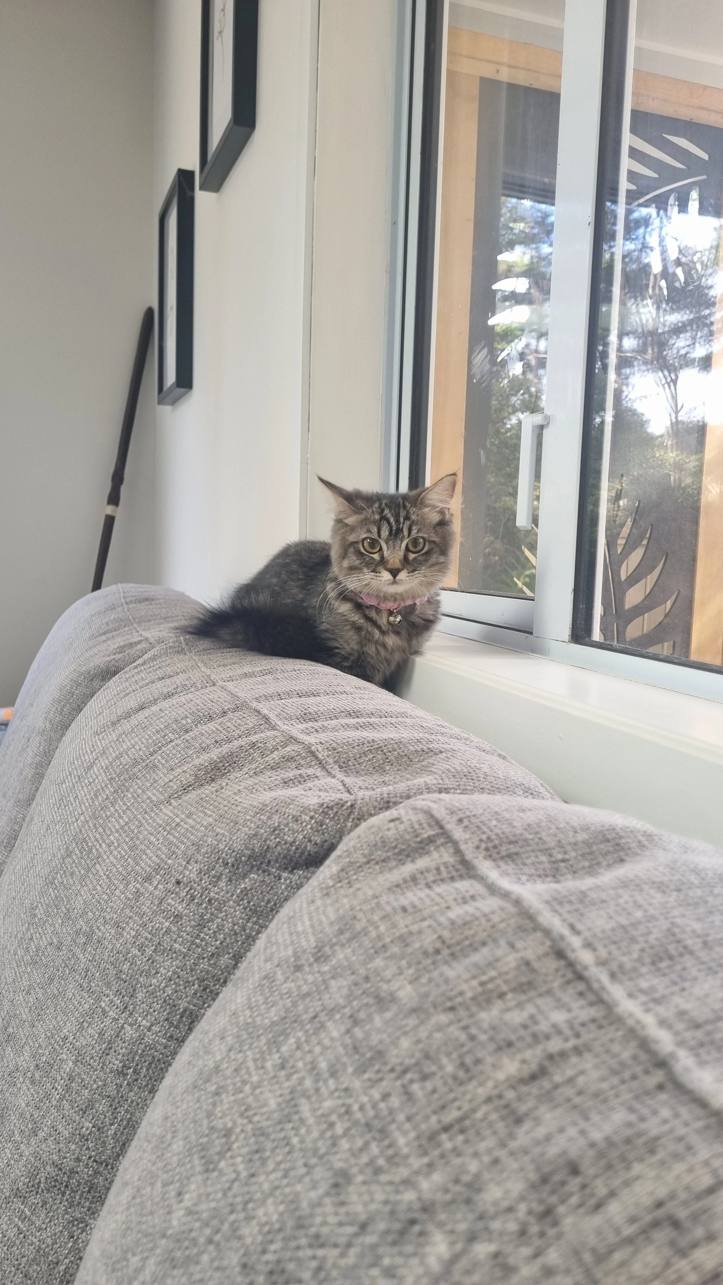 A fluffy gray cat with a pink collar sitting on the back of a gray couch near a window.