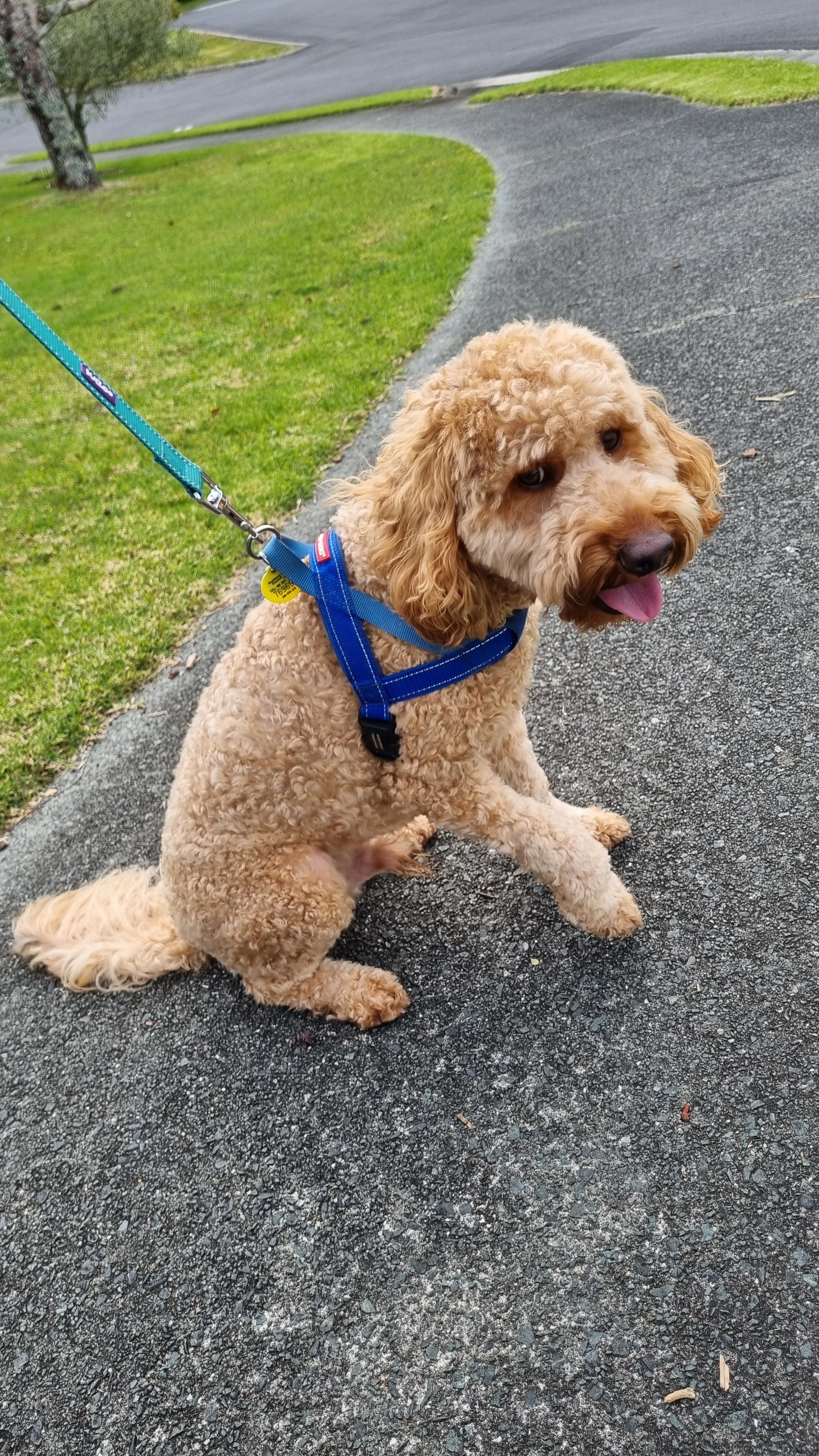 Curly-haired dog with blue harness on a walk