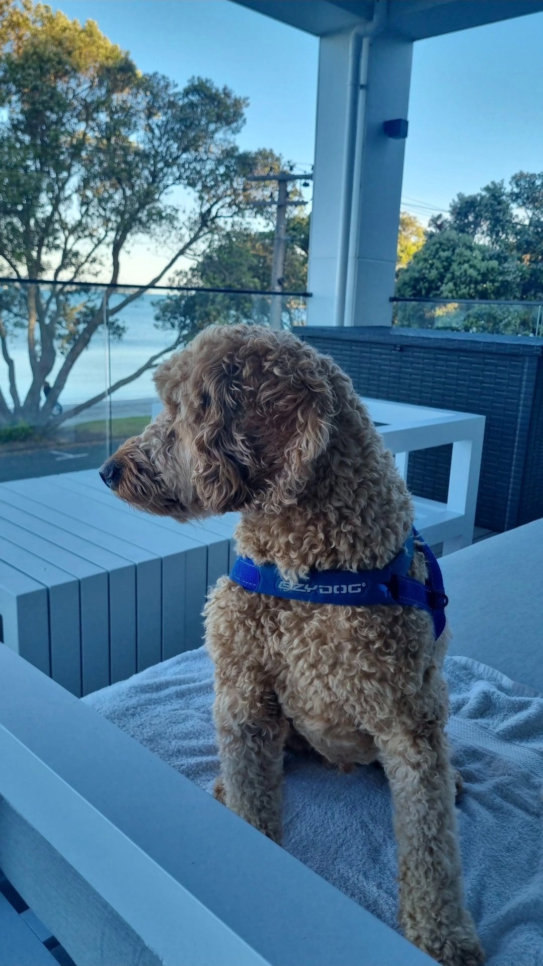 A curly-haired dog wearing a blue harness sitting on a patio with a view of trees and water in the background.