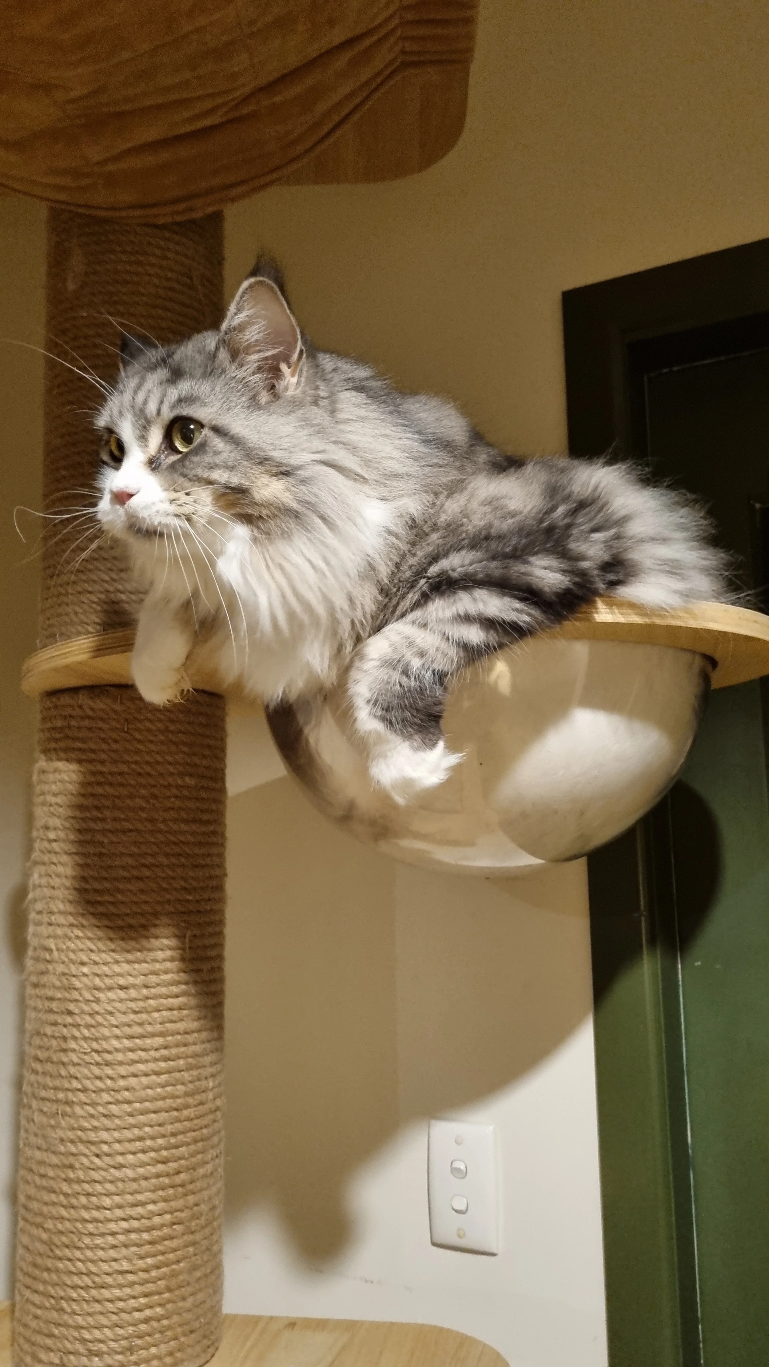 Fluffy cat lounging in a transparent bowl attached to a cat tree.
