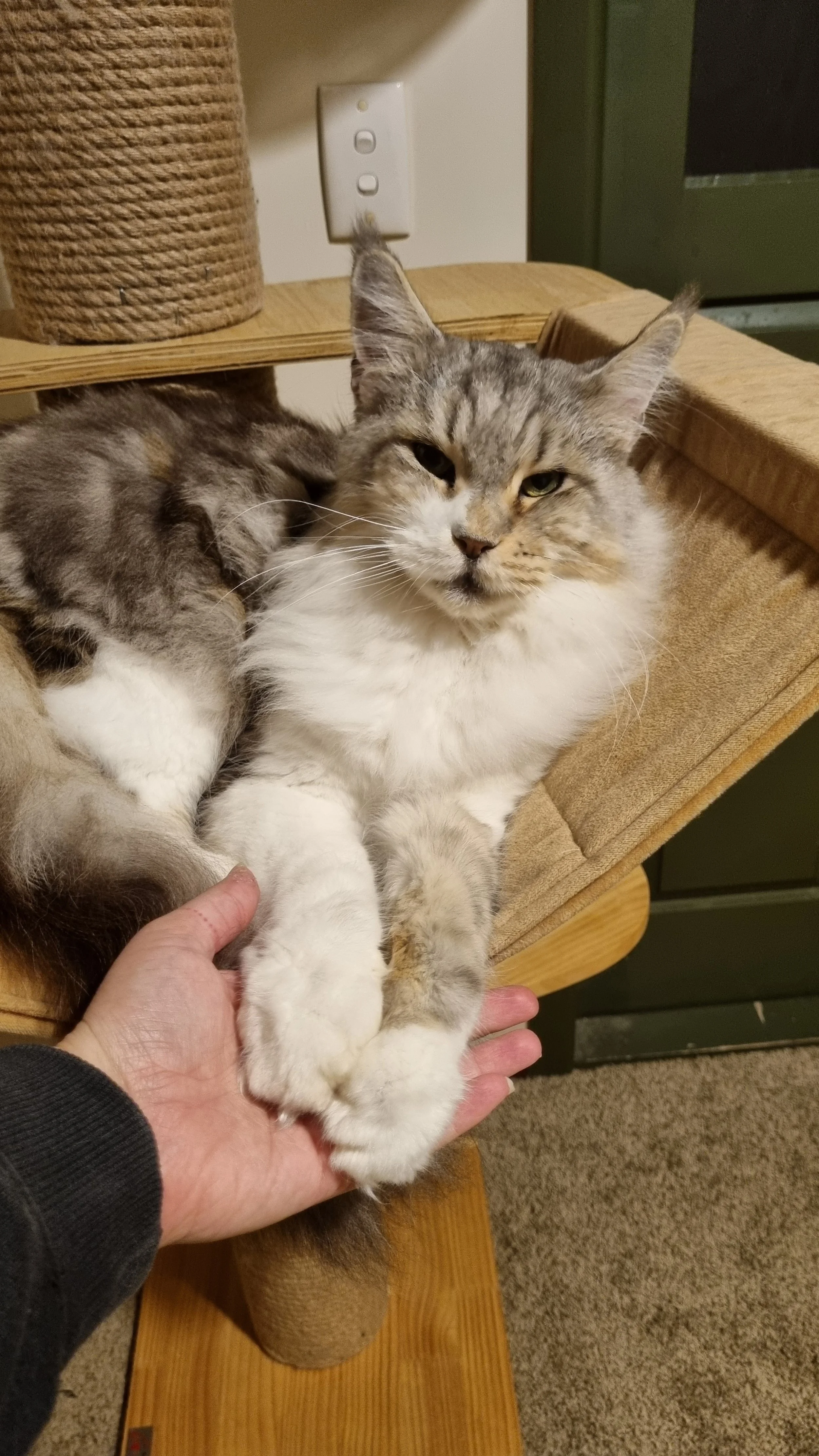 A fluffy Maine Coon cat lying on a cat tree platform with a person's hand gently holding its paws.