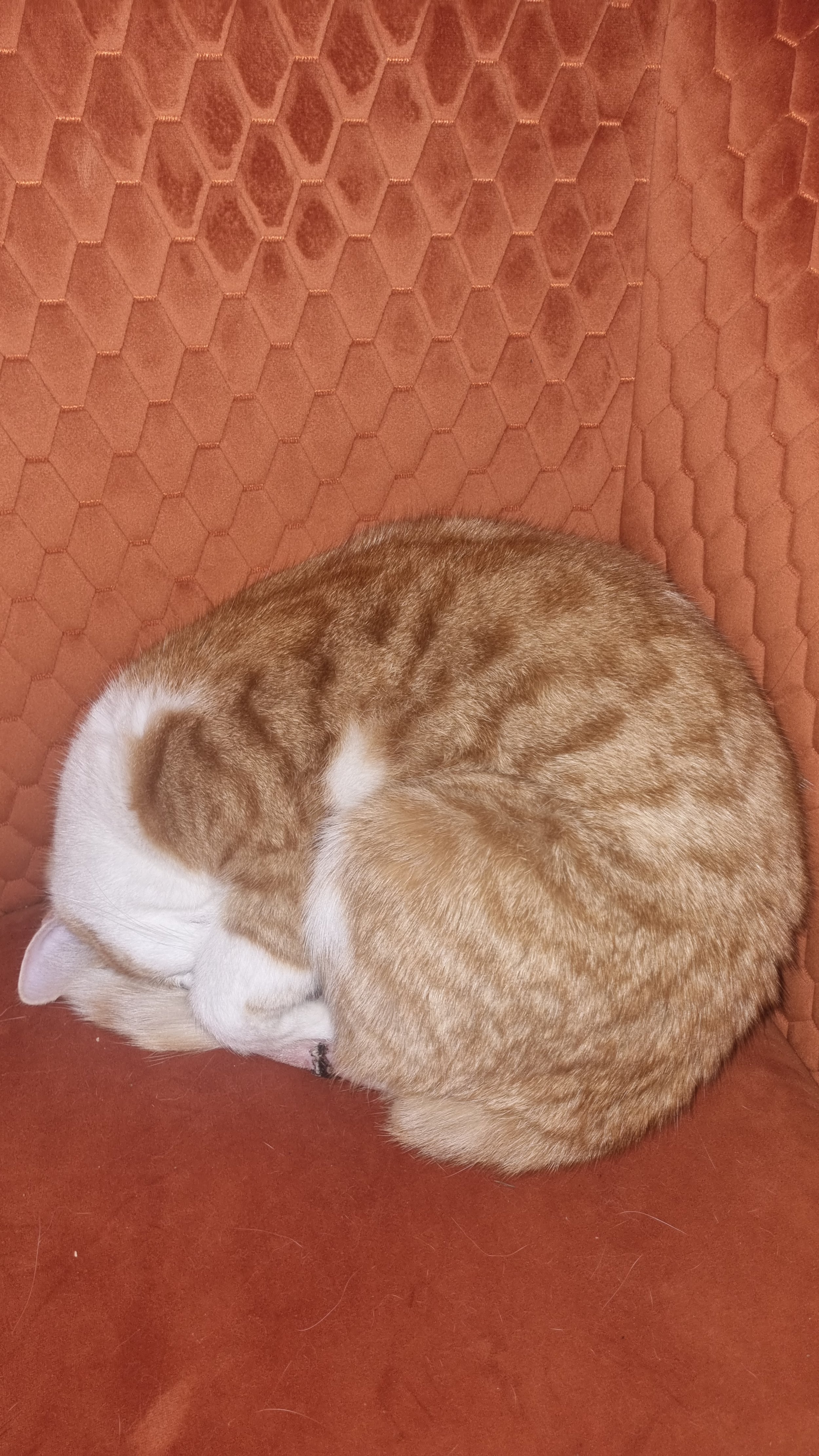 A brown and white cat curled up sleeping on a textured orange surface.