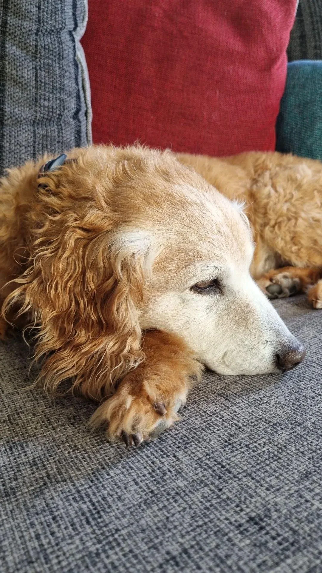 Golden retriever resting on a couch with red and blue cushions.