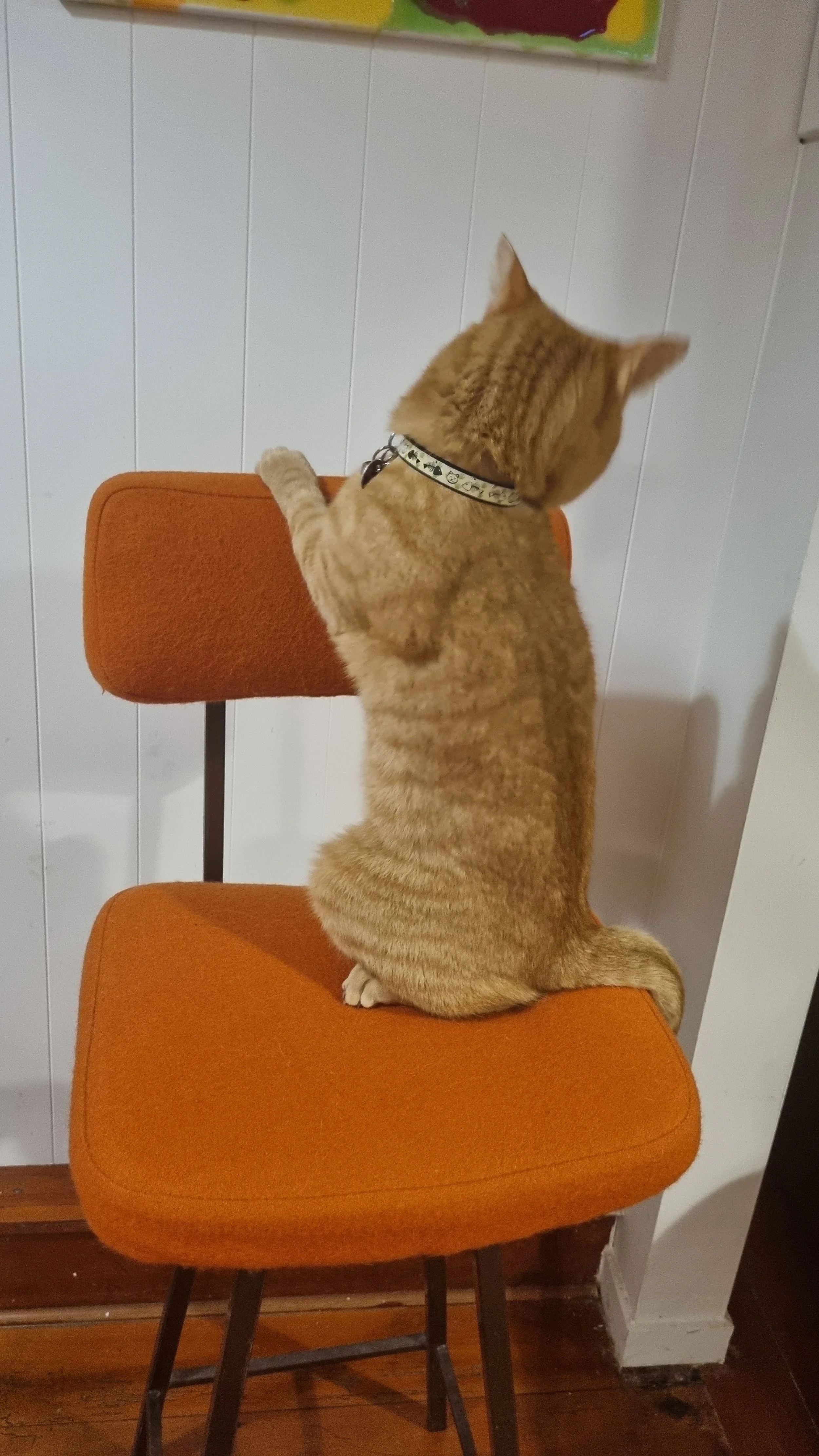Orange tabby cat sitting on an orange chair, facing away, with a white wall in the background.