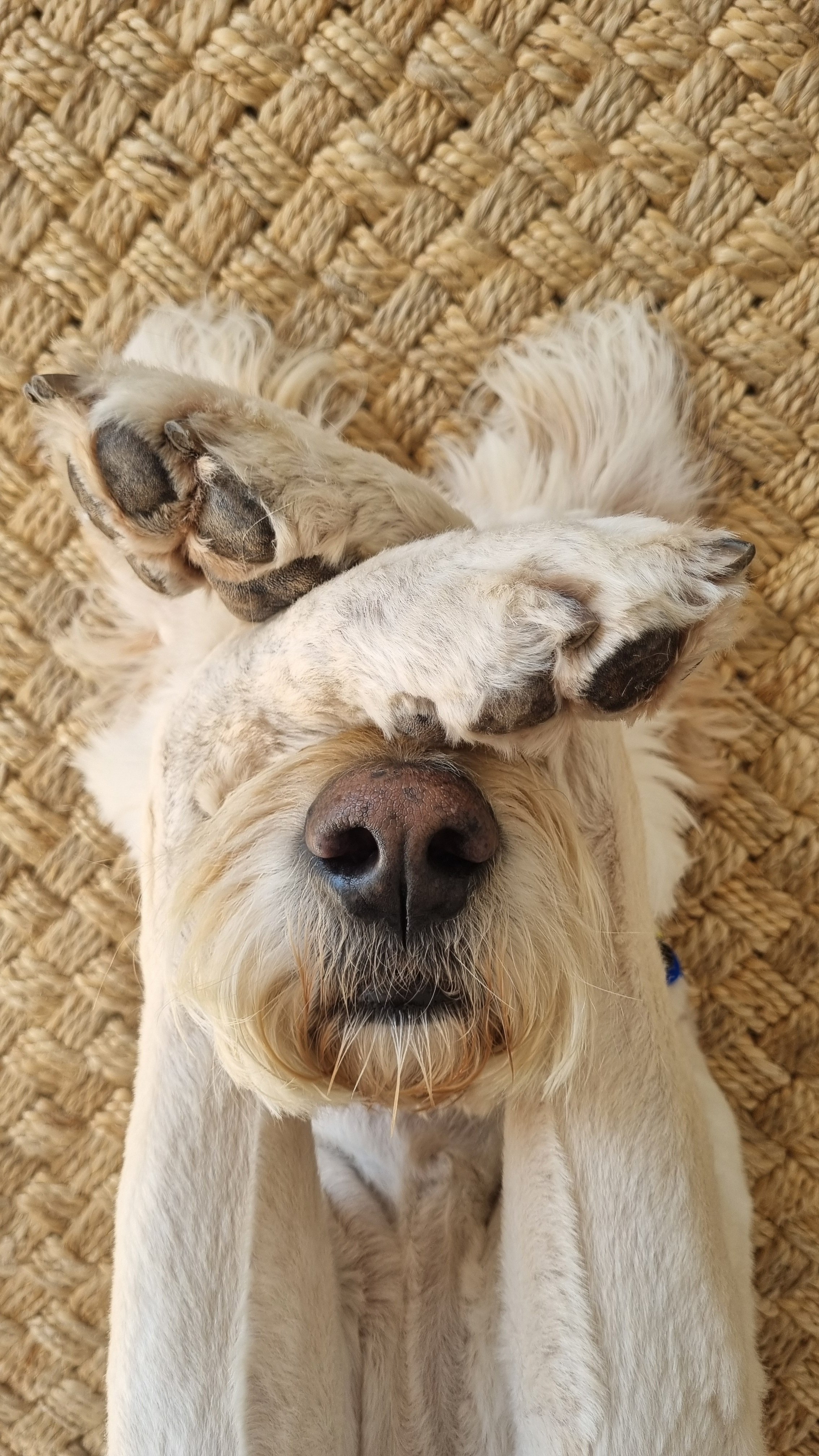 Cute golden retriever covering its eyes with paws on woven carpet