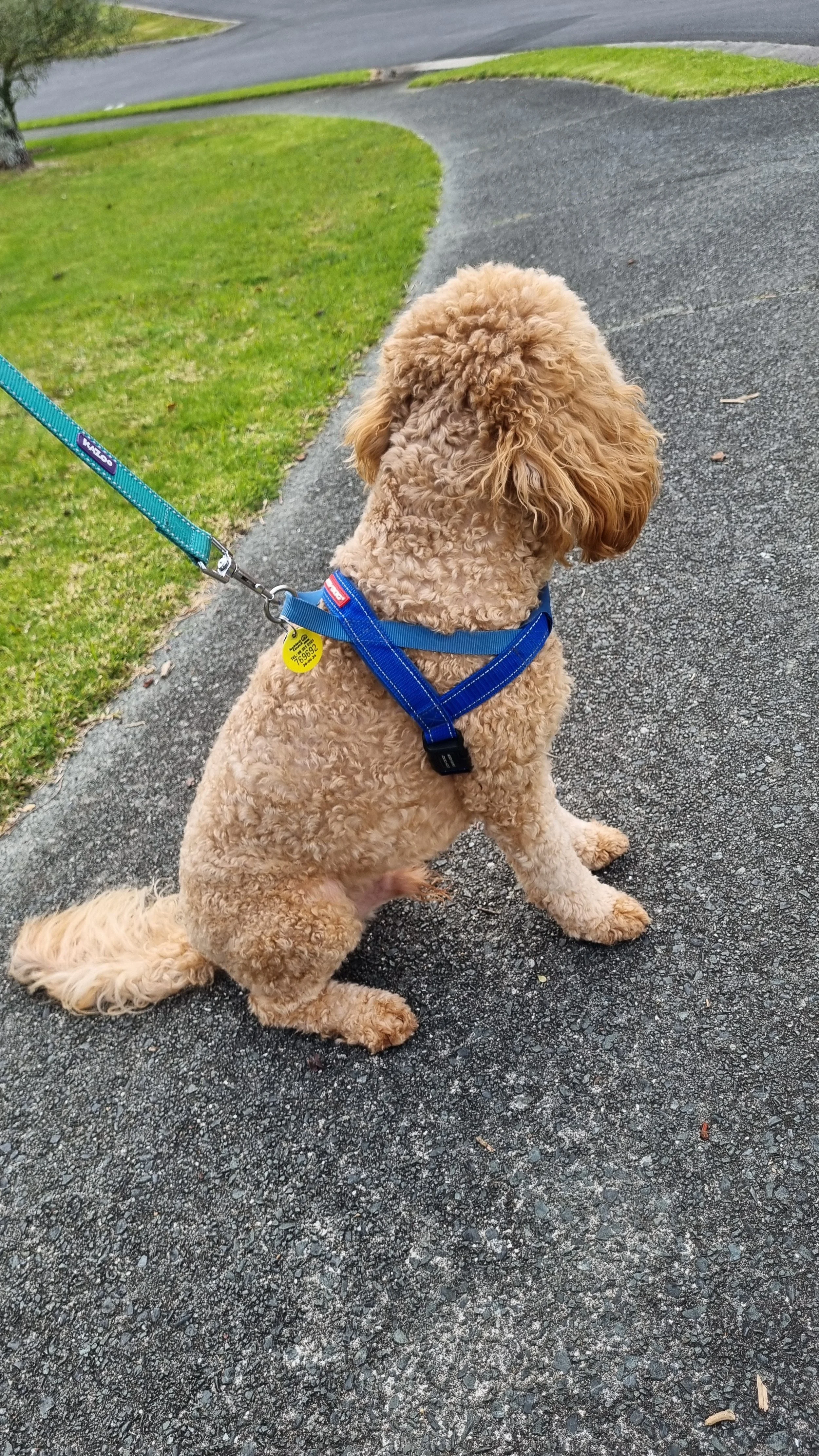 Curly-haired dog in blue harness sitting on pavement with leash, facing a grassy area.