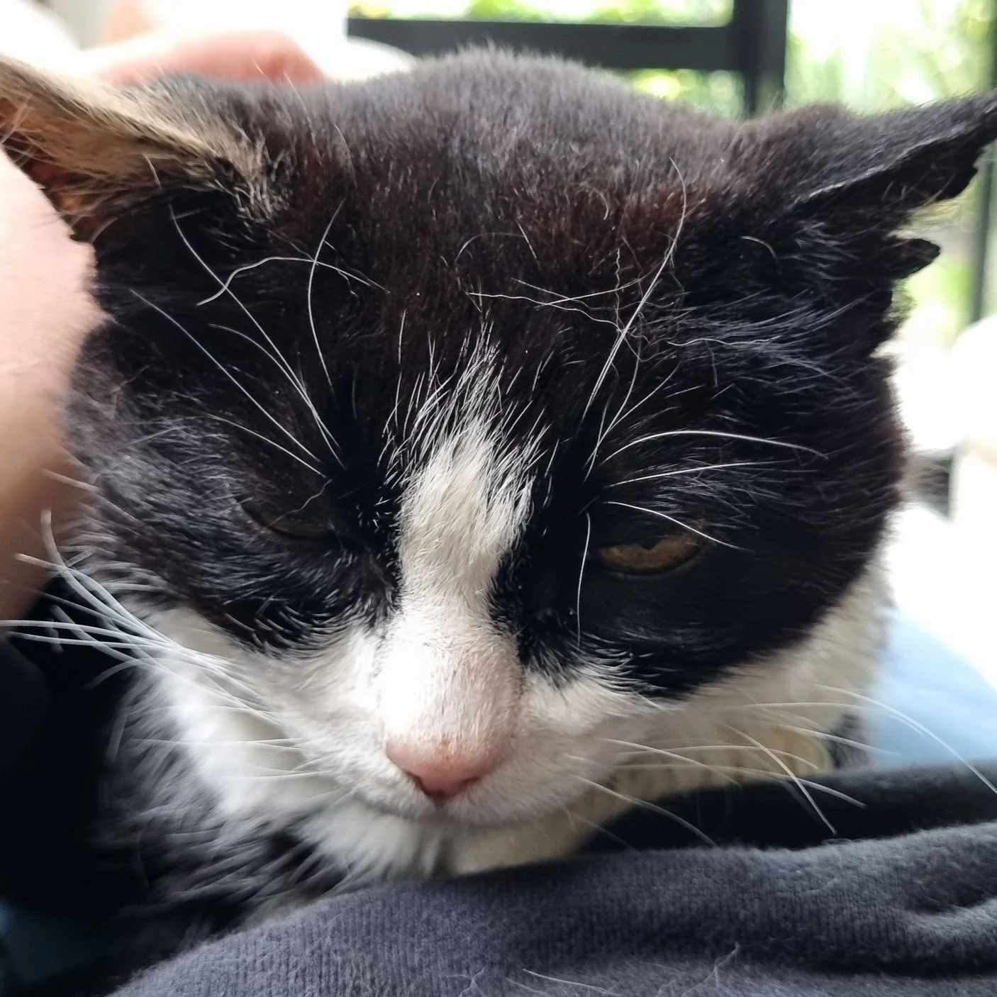 Close-up of a black and white cat resting, with eyes half closed.