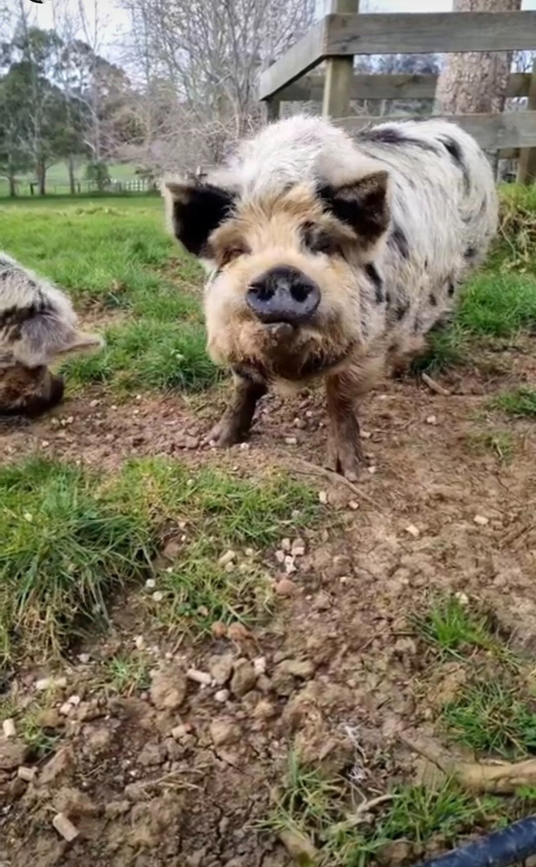 Two pigs on grassy dirt with wooden fence and trees in background.