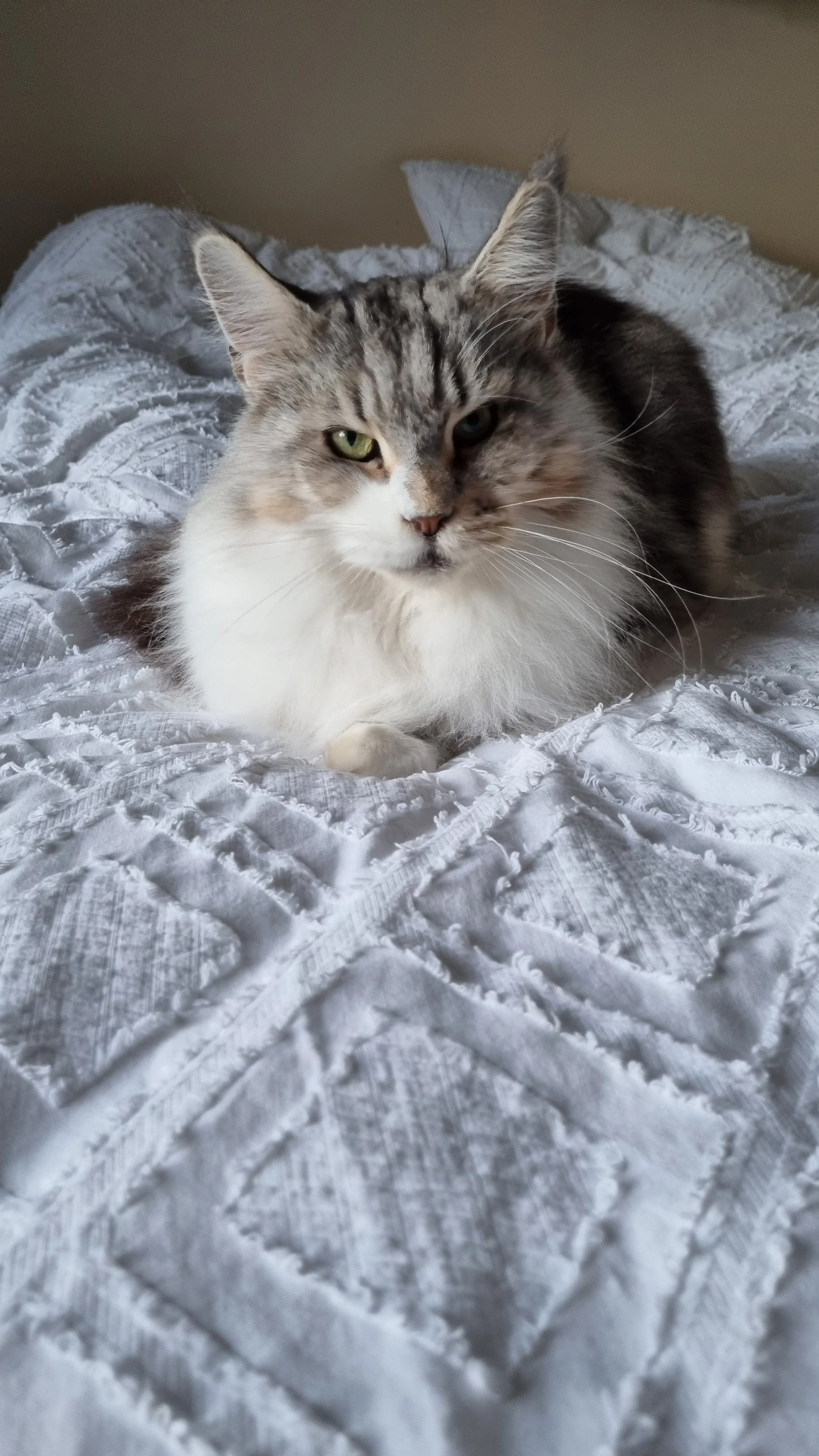 Fluffy cat lying on a white textured bedspread.