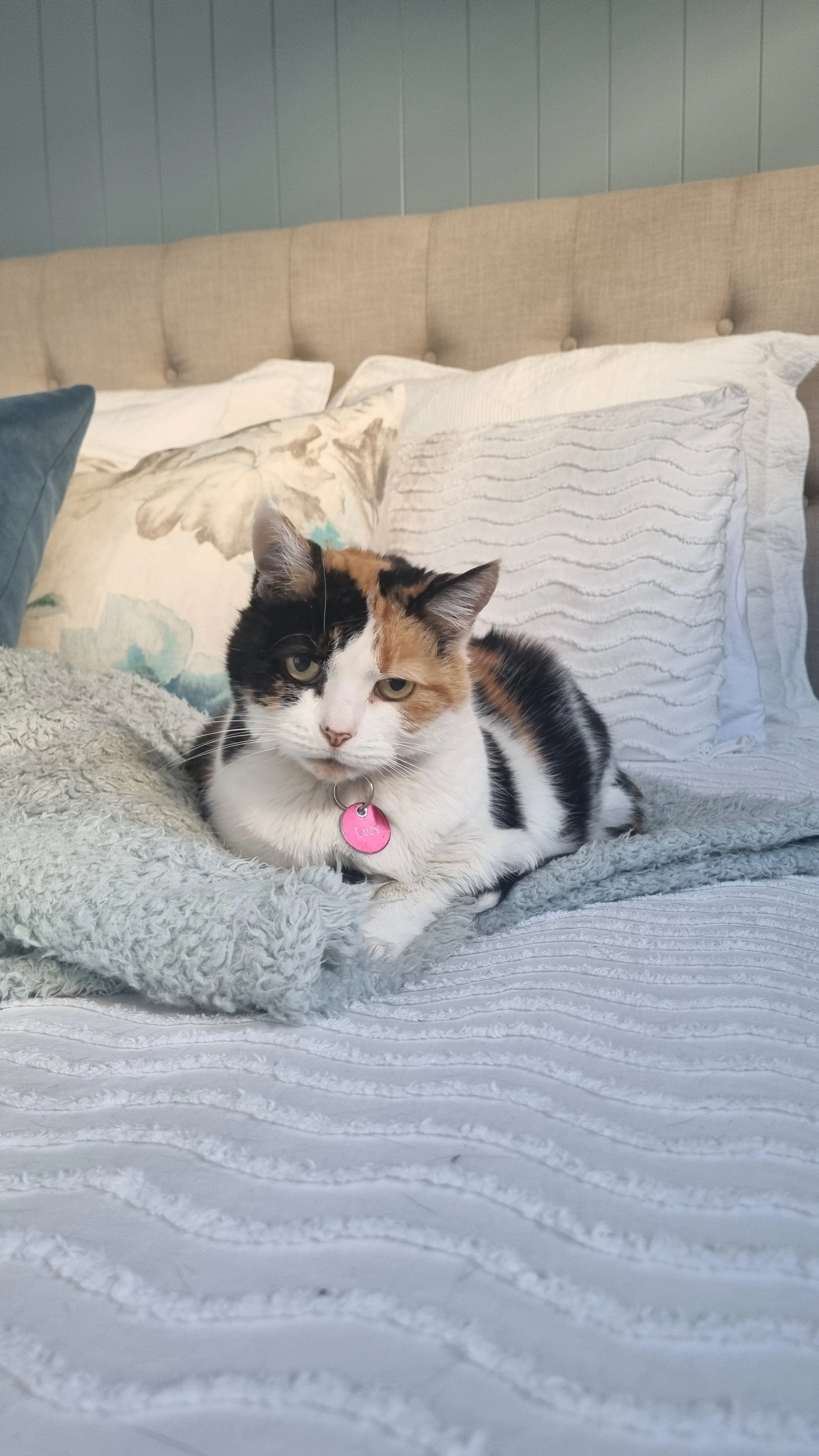 Calico cat with a pink tag resting on a bed with textured bedding and pillows.