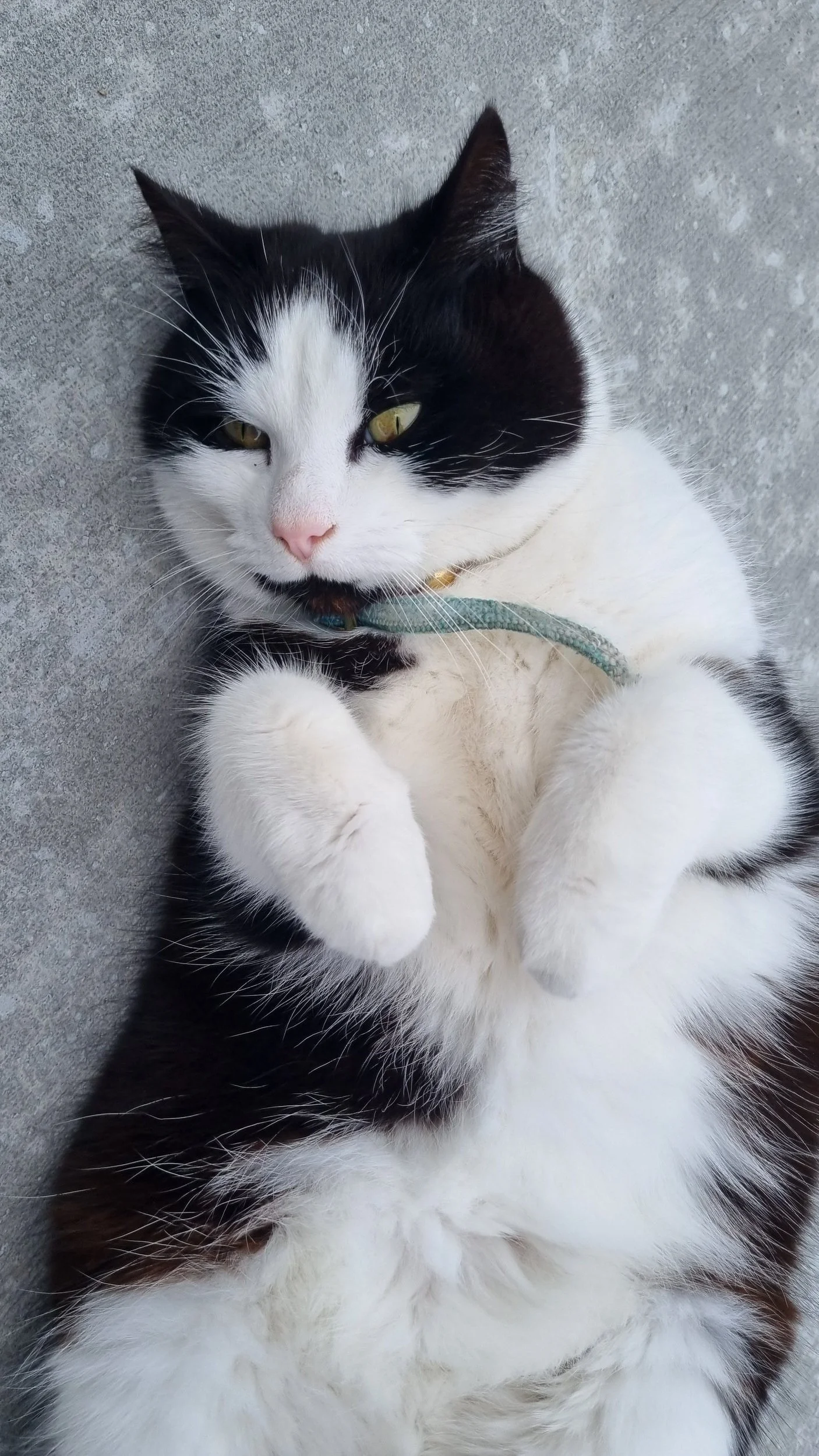 Black and white cat lying on its back on a gray surface, wearing a turquoise collar.
