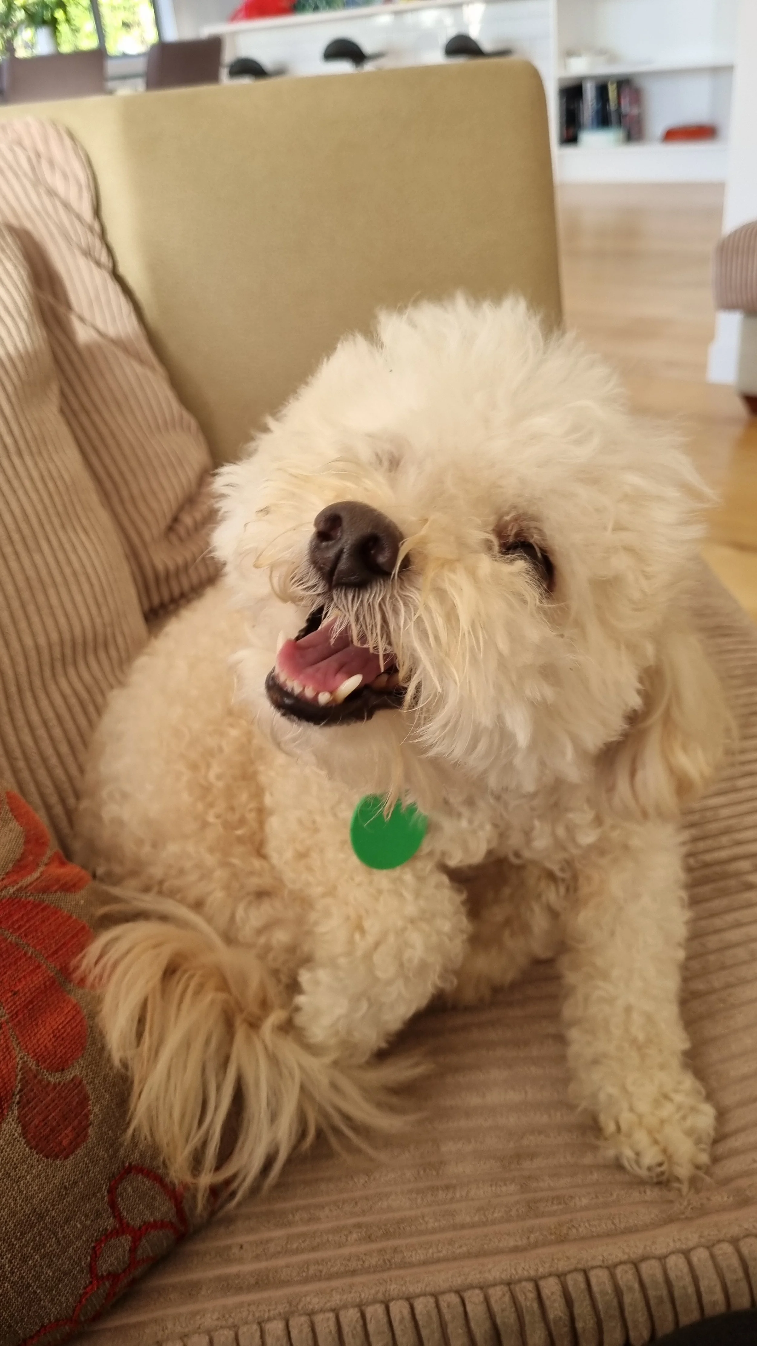 A fluffy white dog with curly fur sitting on a beige couch, looking content and panting with its mouth slightly open. It is wearing a green collar tag.