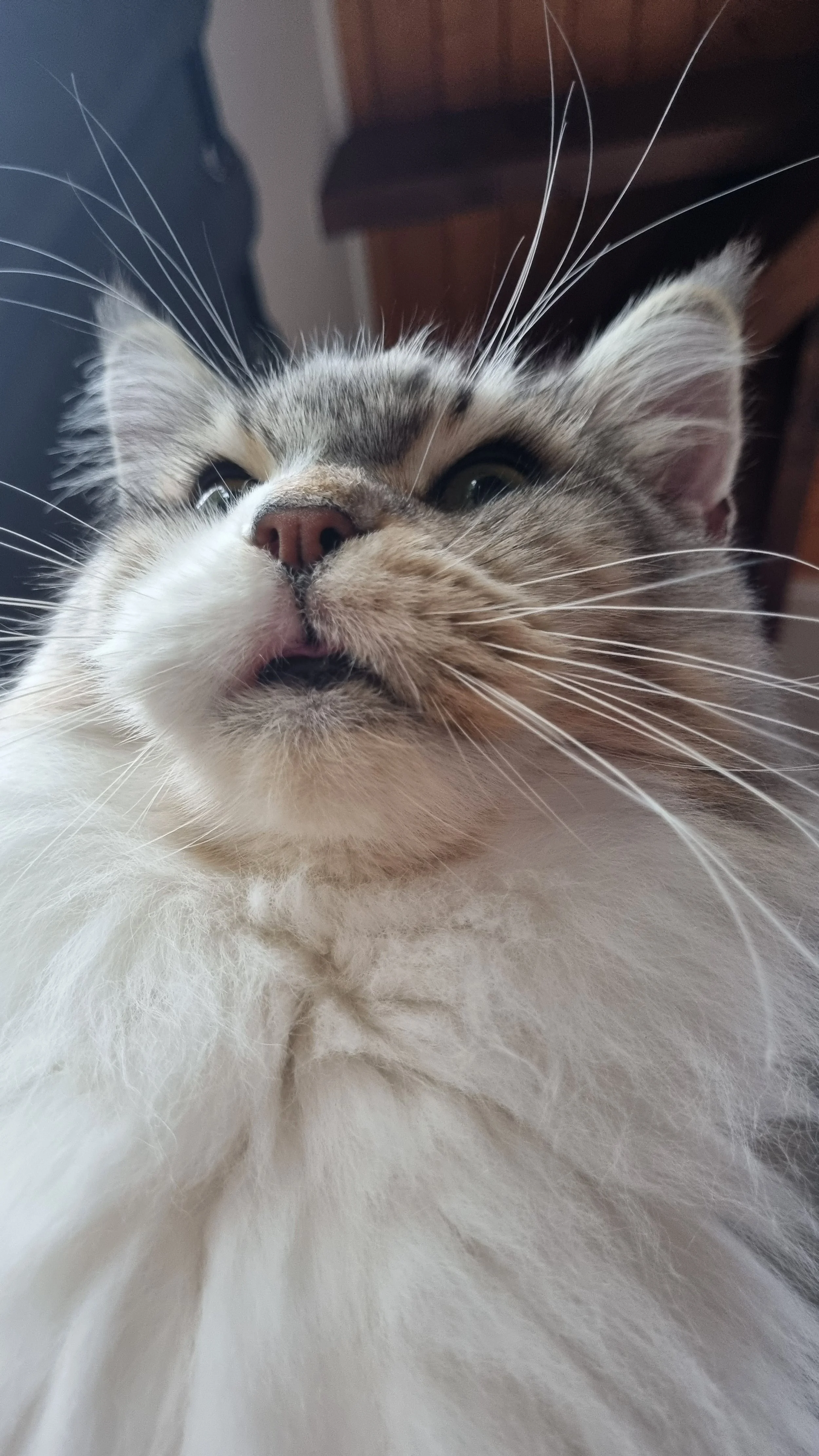 Close-up of a fluffy cat with a light-colored mane, looking upwards with its tongue slightly out.