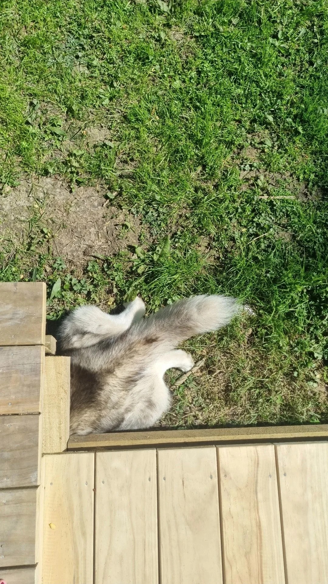 Fluffy tail of a dog lying on grass beside wooden decking.