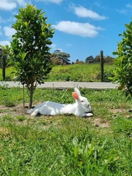 White rabbit lying on grass between two small trees under a clear blue sky.