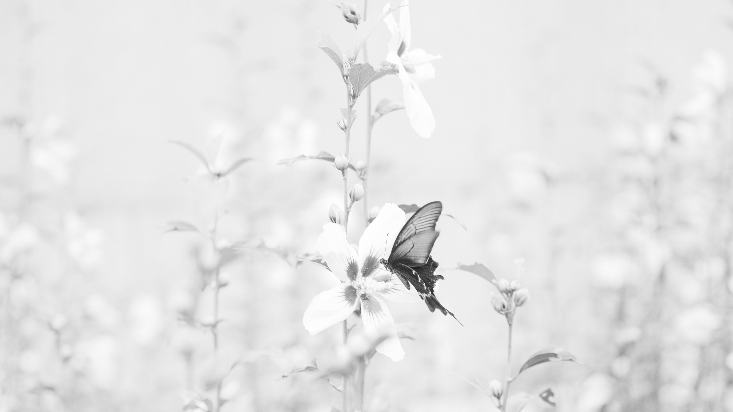 Handmade Photobooks                    | 작가 제작 사진집