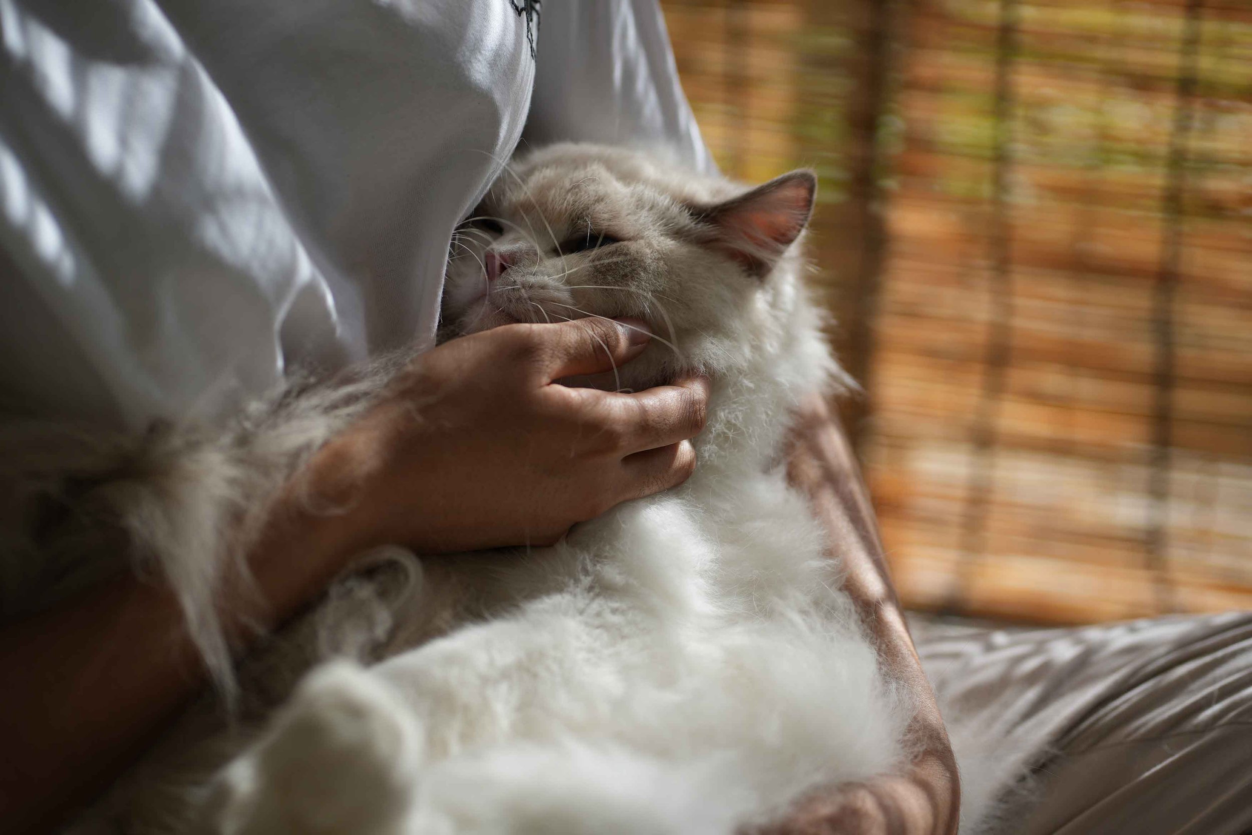 Cat getting cuddles