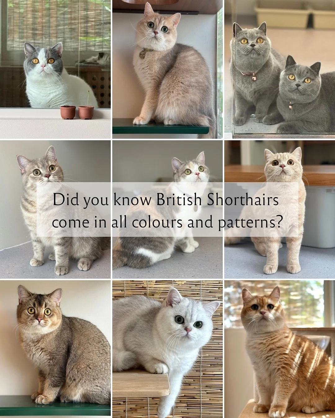 When you think of British Shorthairs, you probably picture a plush grey kitty with copper eyes, but they actually come in over 300 colours and patterns! From tabby to calico, cream to lilac, this breed is full of surprises.

We&rsquo;re lucky to care