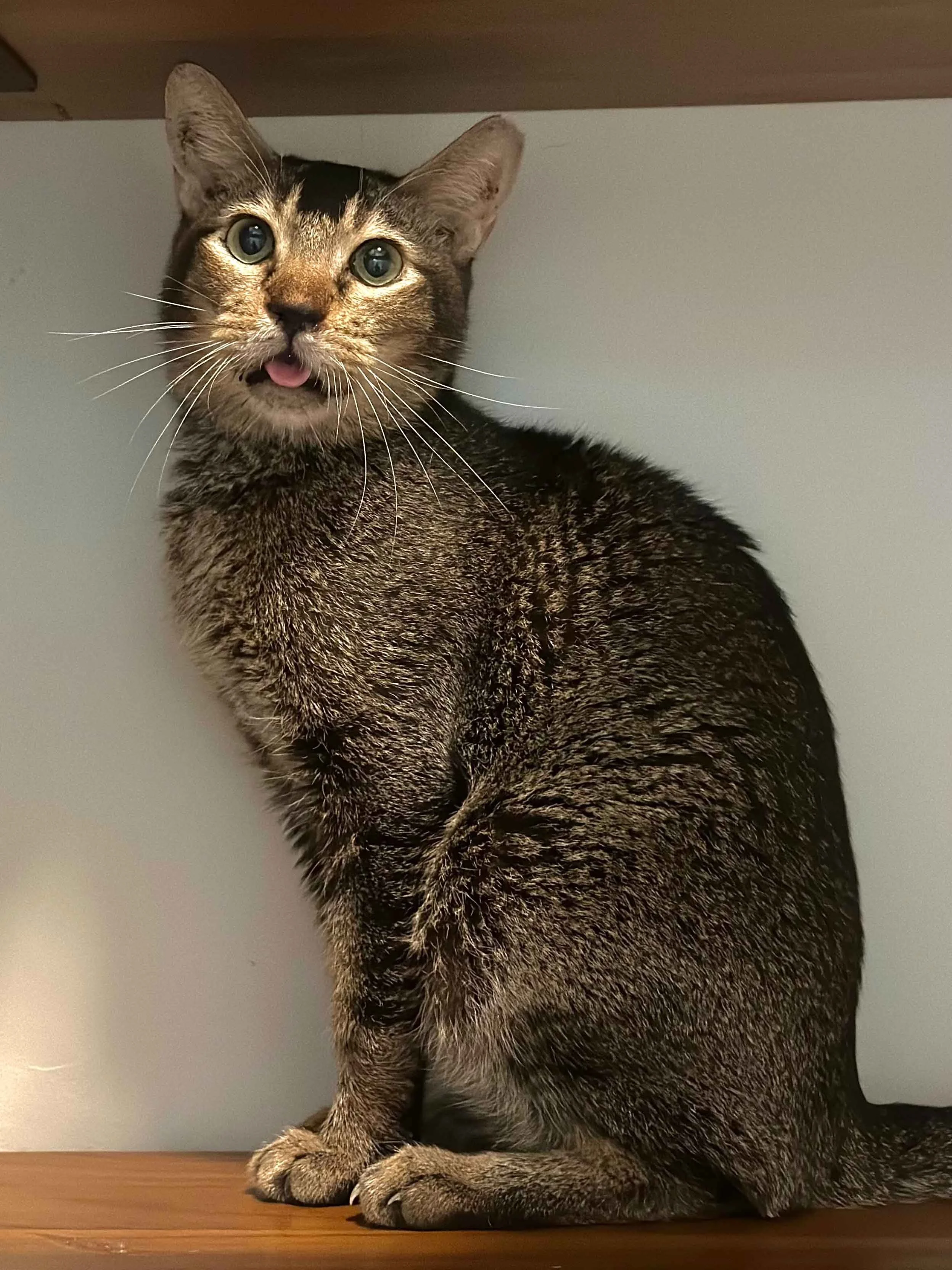 cat-for-adoption-singapore-tabby-cat-3.jpg