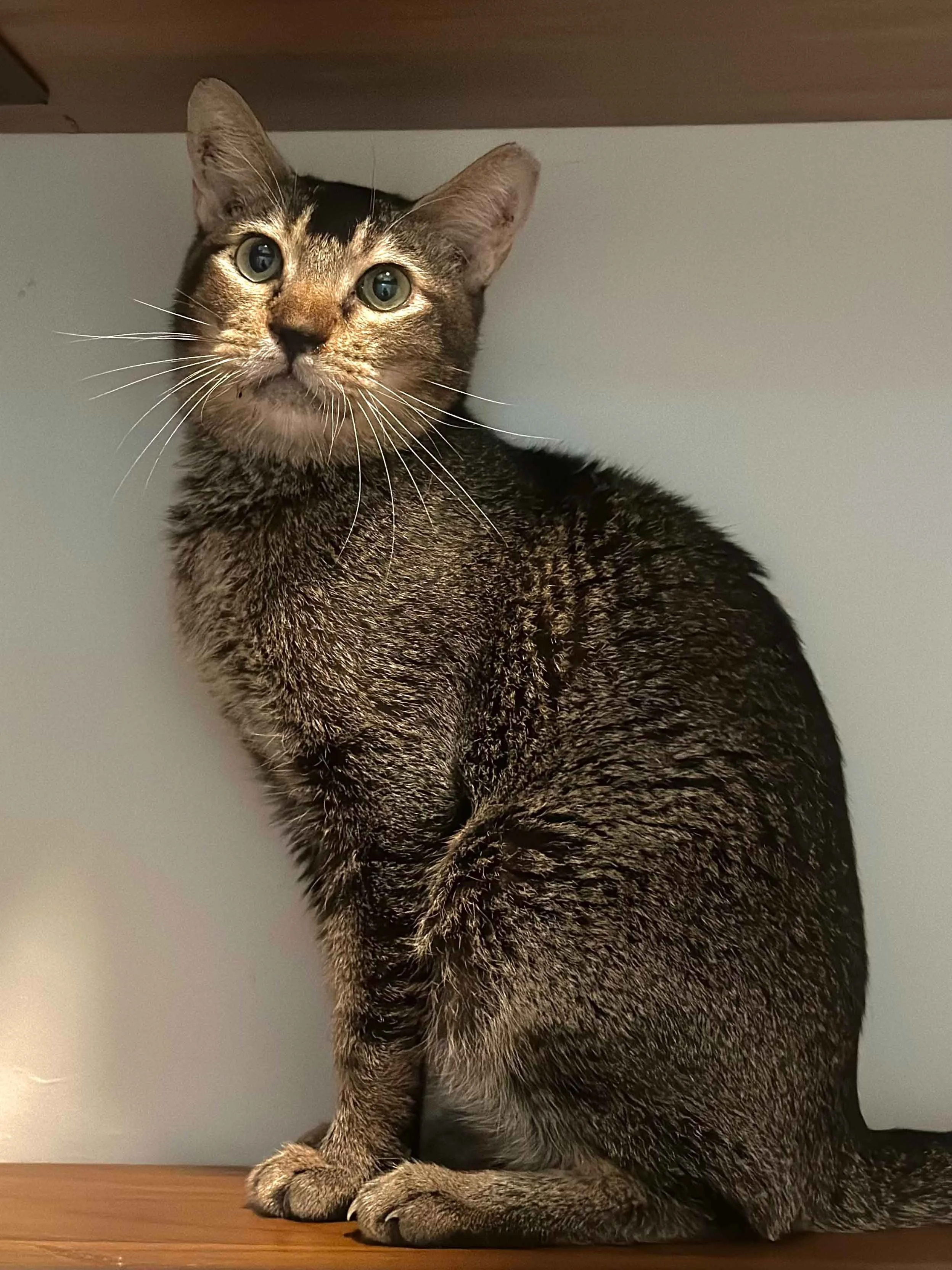 cat-for-adoption-singapore-tabby-cat-2.jpg