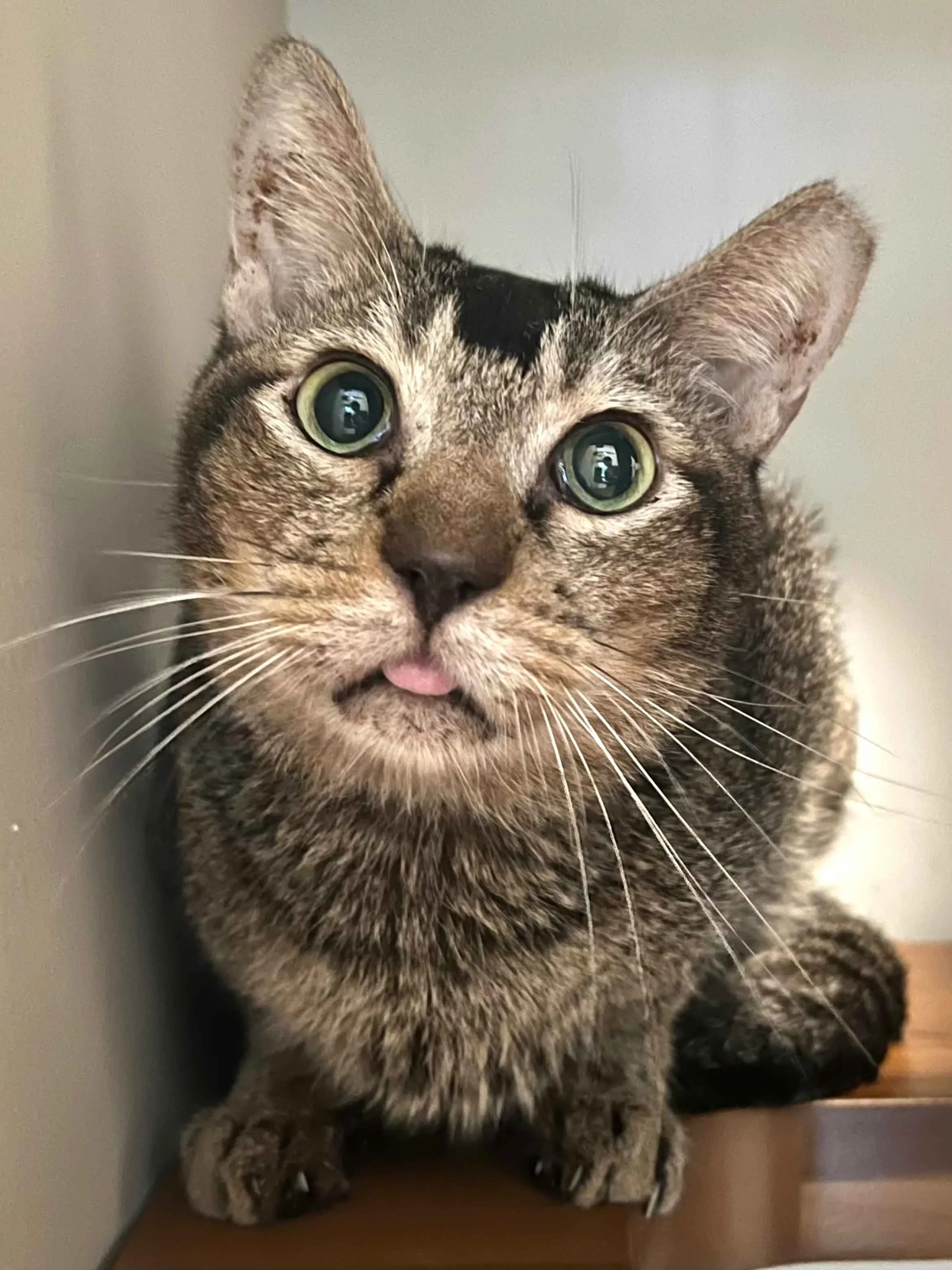 cat-for-adoption-singapore-tabby-cat.jpg