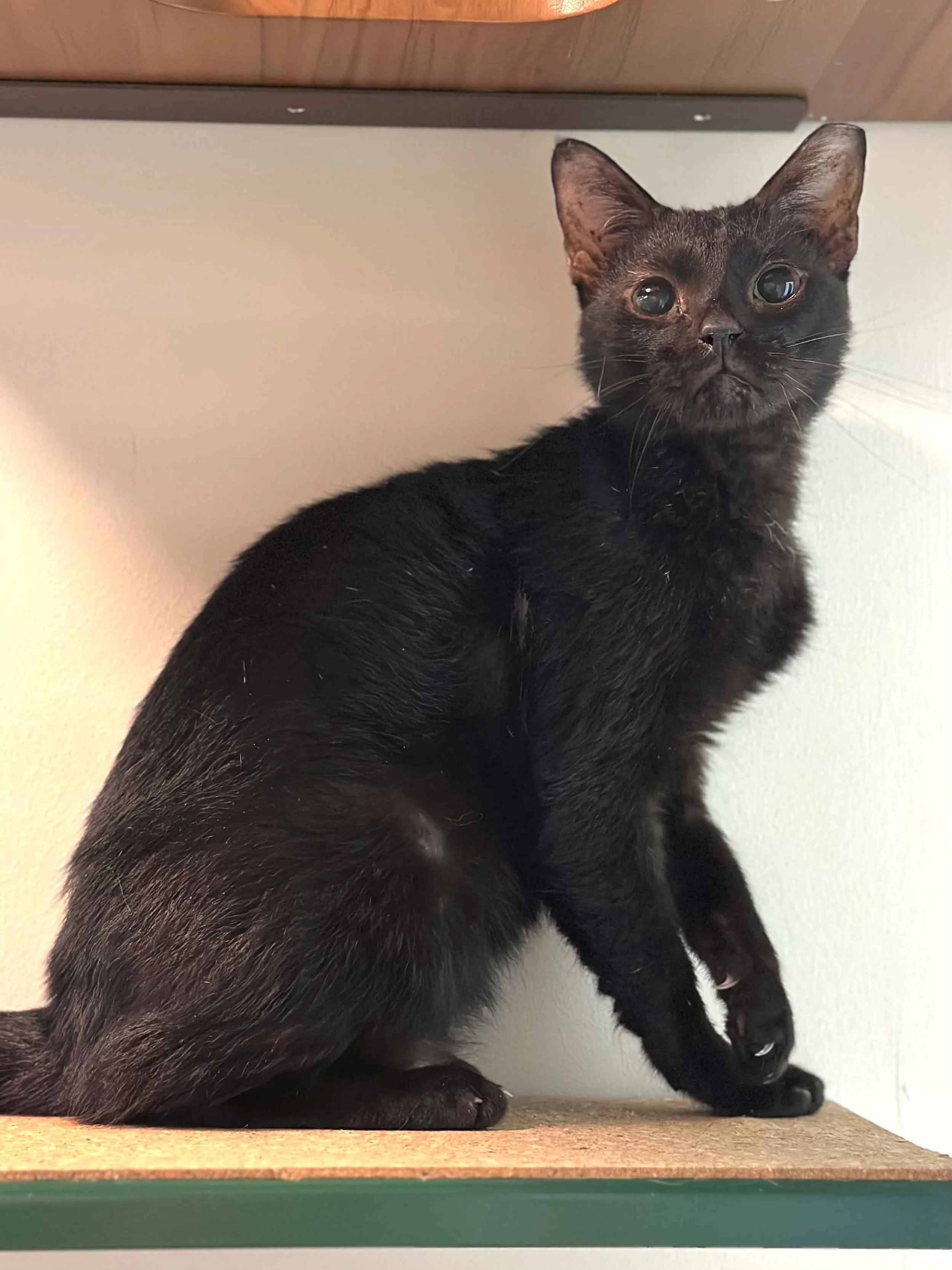 adopt-a-black-cat-singapore-2.jpg